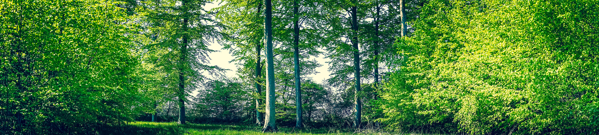 Sony a7R + Minolta AF 50mm F1.4 [New] sample photo. Trees and plants in a forest photography