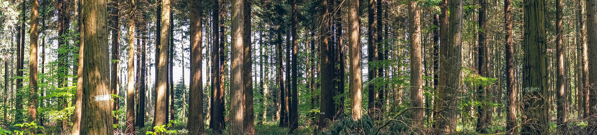 Sony a7R + Minolta AF 50mm F1.4 [New] sample photo. Pine trees in a forest panorama landscape photography