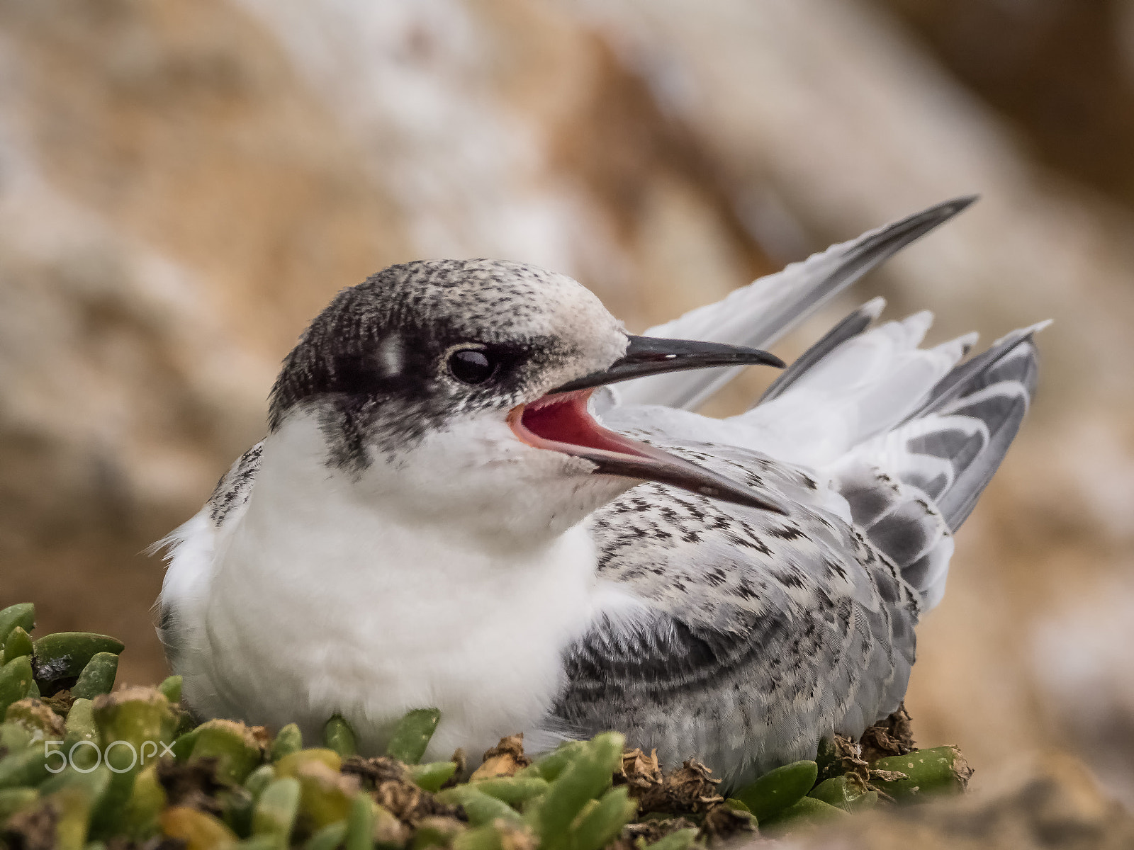 Panasonic Lumix DMC-GH4 sample photo. Juvenile white fronted tern photography