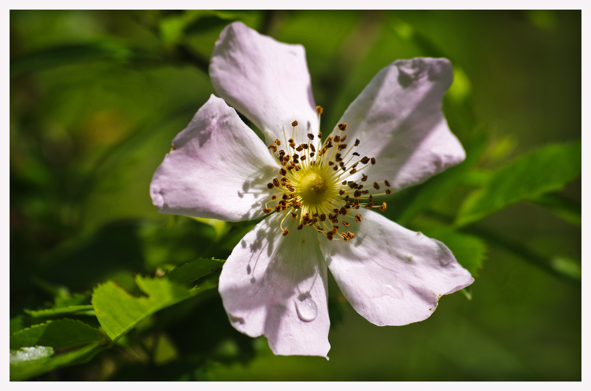 Pentax K-5 II sample photo. Part of summer photography