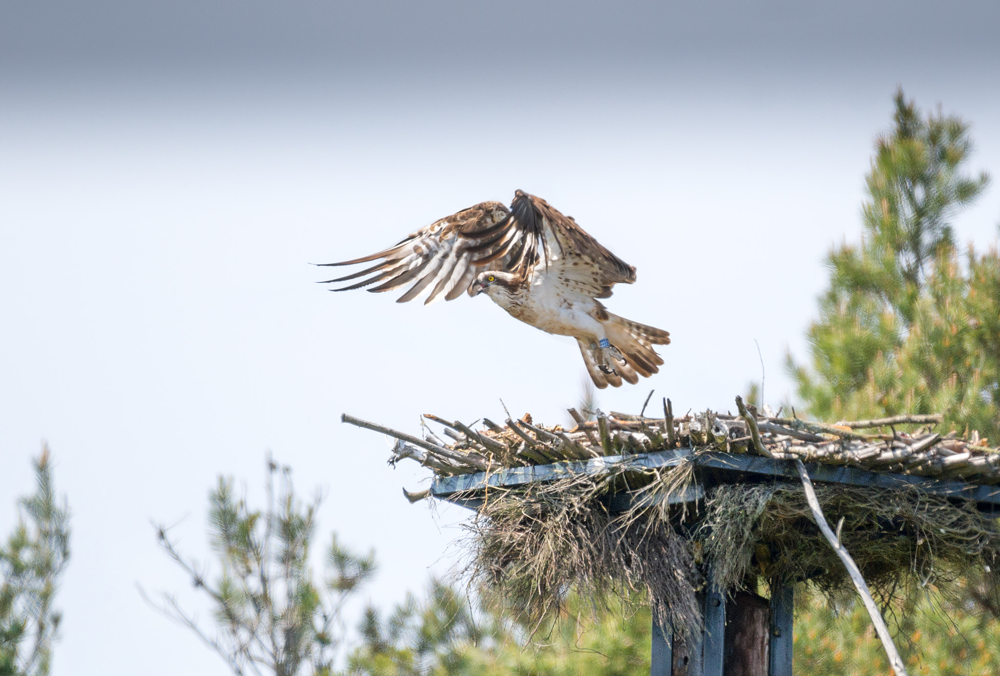 Nikon AF-S Nikkor 200-500mm F5.6E ED VR sample photo. Osprey scotland photography