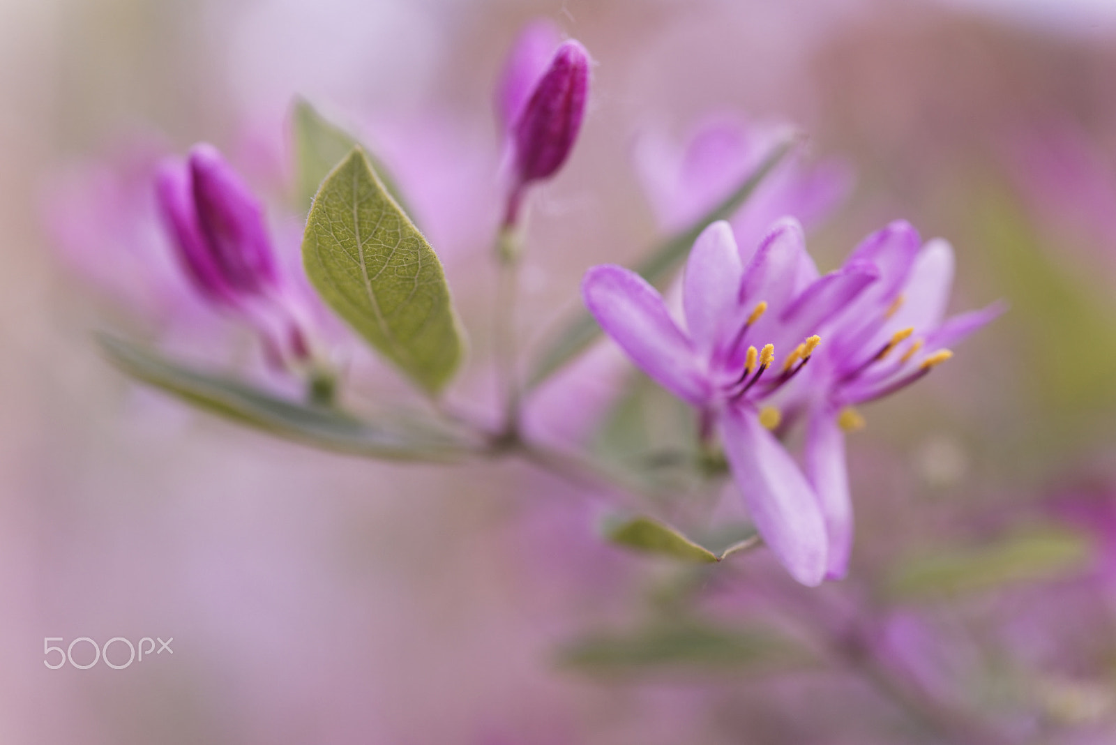 Nikon AF-S Micro-Nikkor 60mm F2.8G ED sample photo. Blossom photography