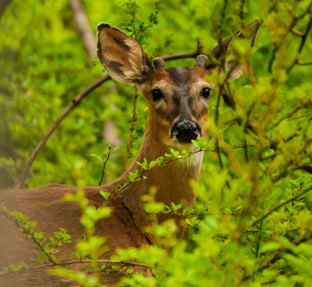 Sigma 150-600mm F5-6.3 DG OS HSM | C sample photo. Whitetail deer photography