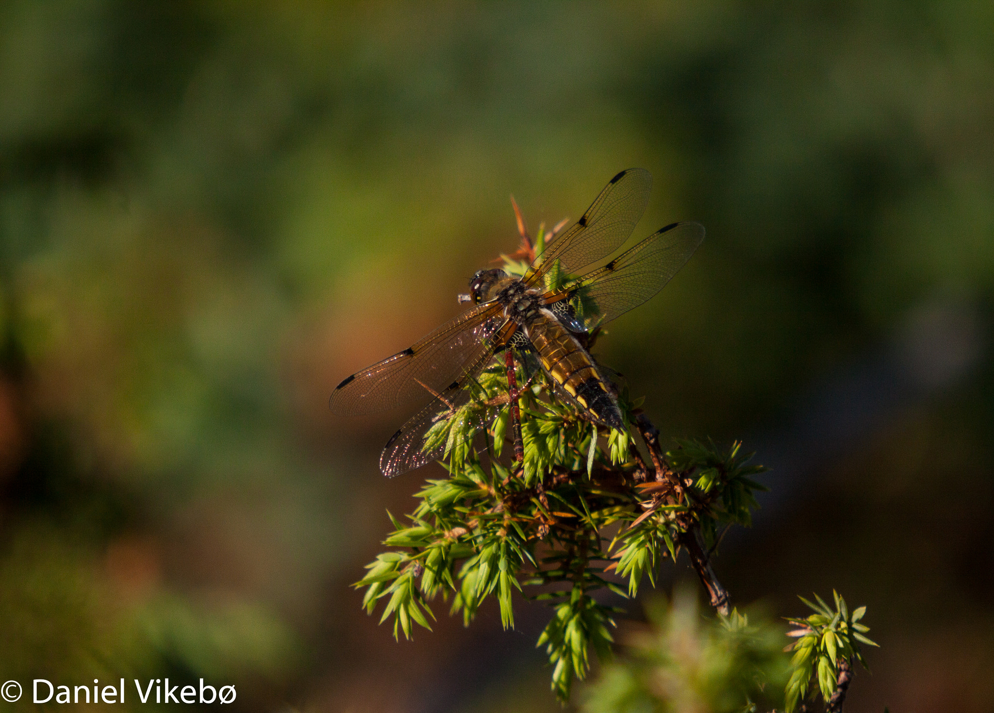 Sigma 50-500mm f/4-6.3 APO HSM EX sample photo. Libellulidae photography