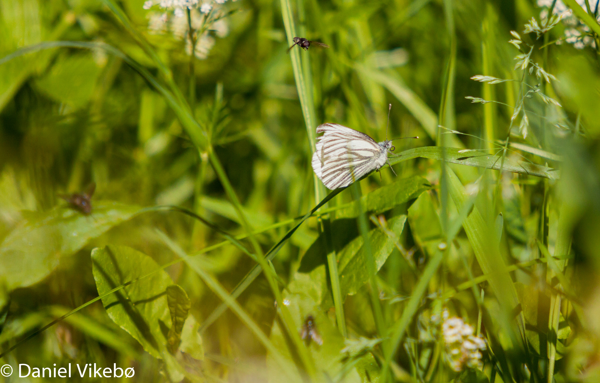 Sigma 50-500mm f/4-6.3 APO HSM EX sample photo. Butterfly and a fly. photography