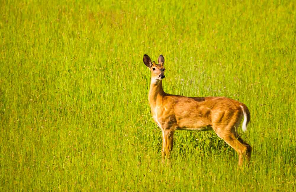 Sigma 150-600mm F5-6.3 DG OS HSM | C sample photo. The whitetail deer photography