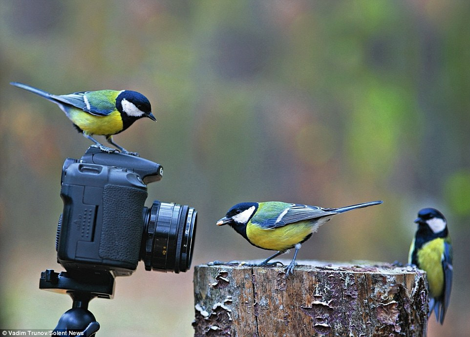 Nature and Wildlife Photography Tips for Beginners