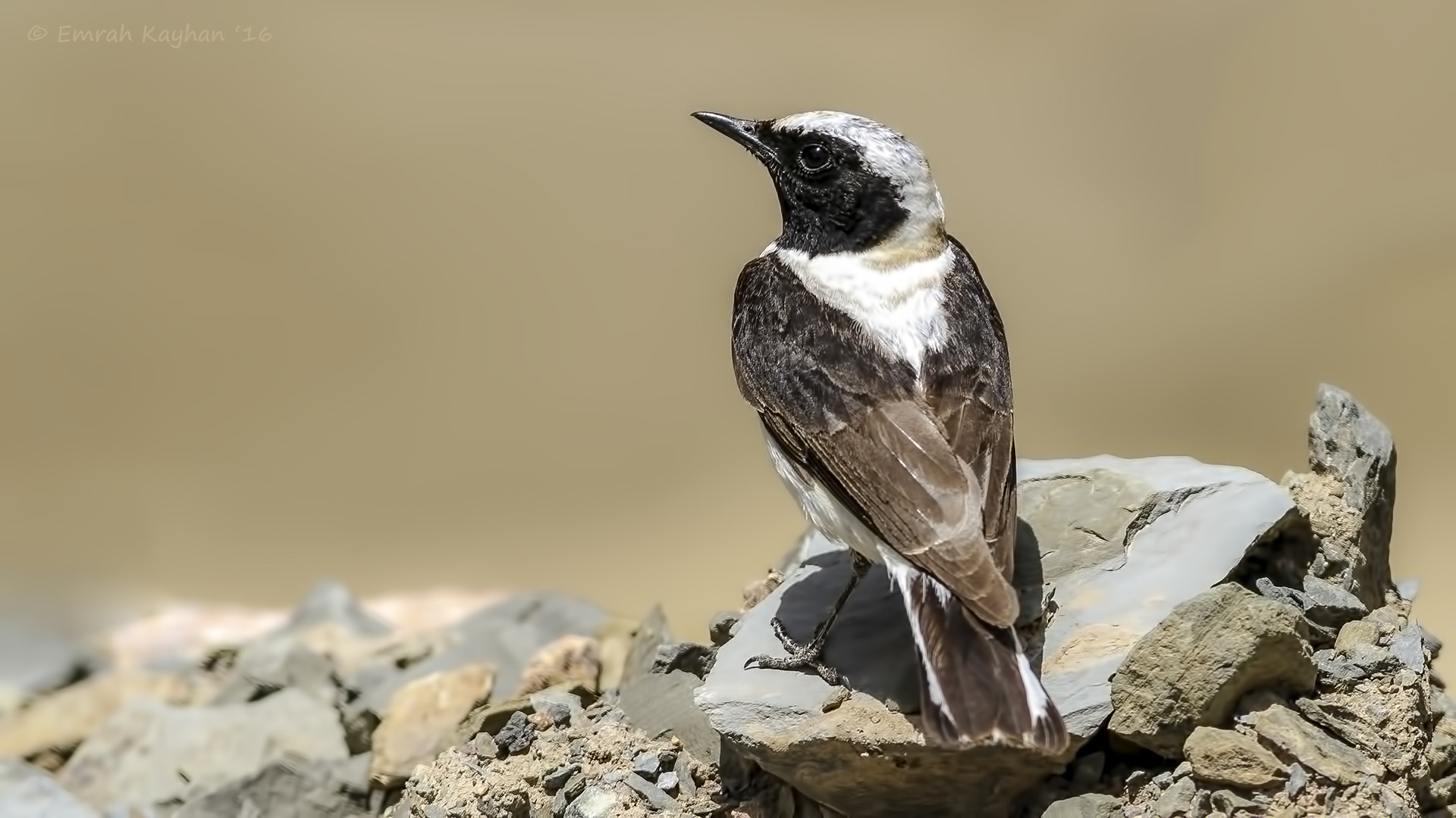 Canon EOS 7D + Canon EF 400mm F5.6L USM sample photo. Black-eared wheatear photography