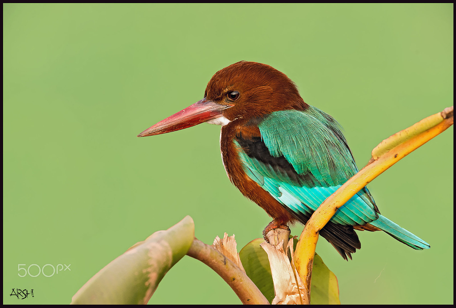 Nikon AF-S Nikkor 600mm F4E FL ED VR sample photo. The king fisher photography