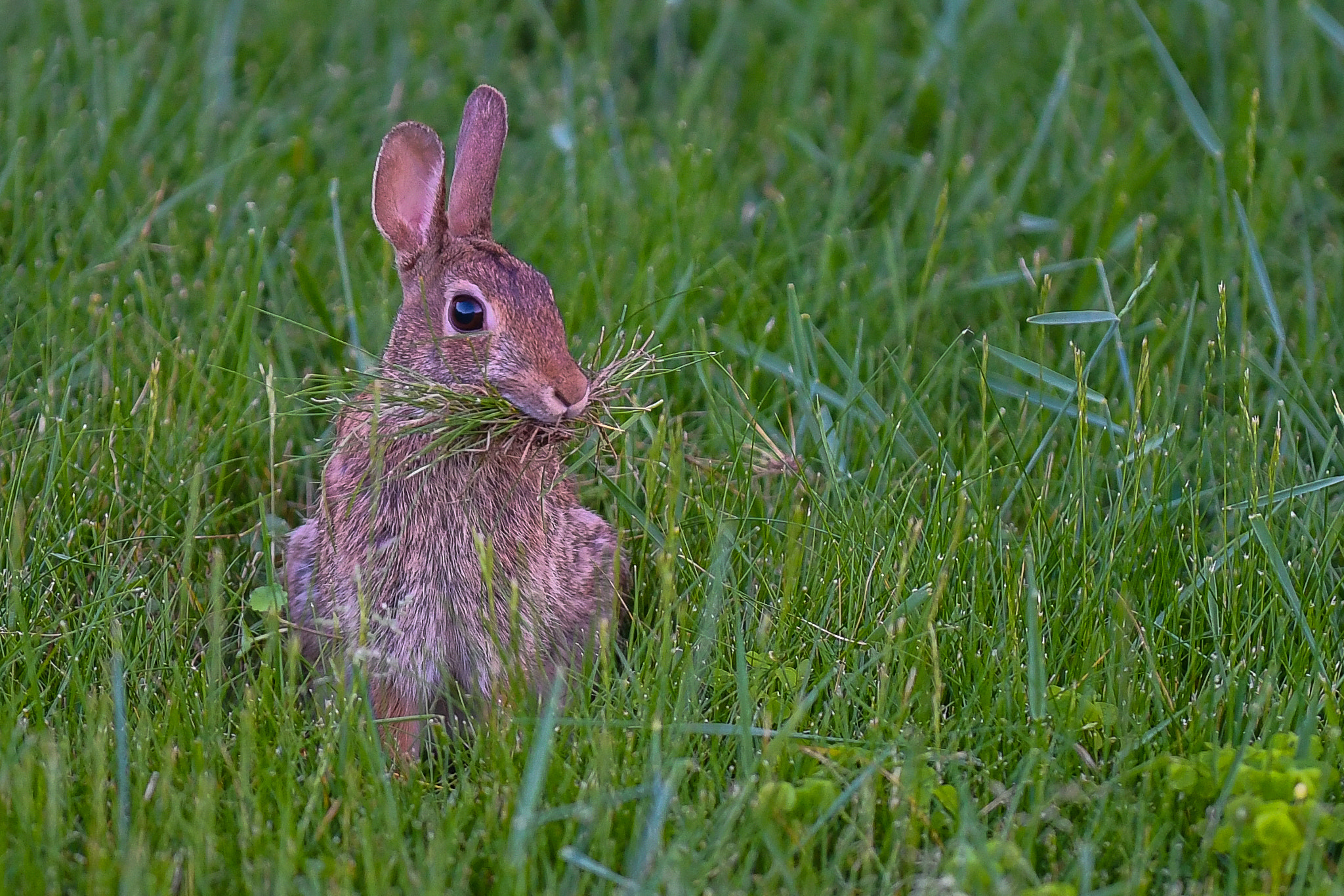 Nikon D500 + Sigma 50-100mm F1.8 DC HSM Art sample photo. Hungry bunny photography