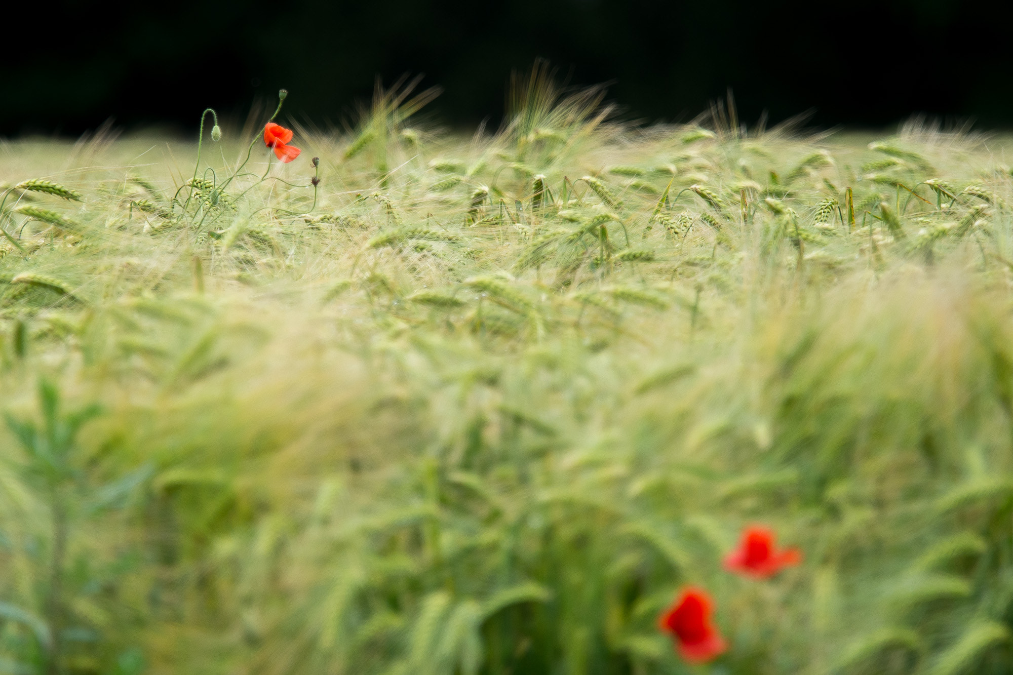 Olympus OM-D E-M10 + Olympus M.Zuiko Digital ED 40-150mm F2.8 Pro sample photo. Poppies in the green photography