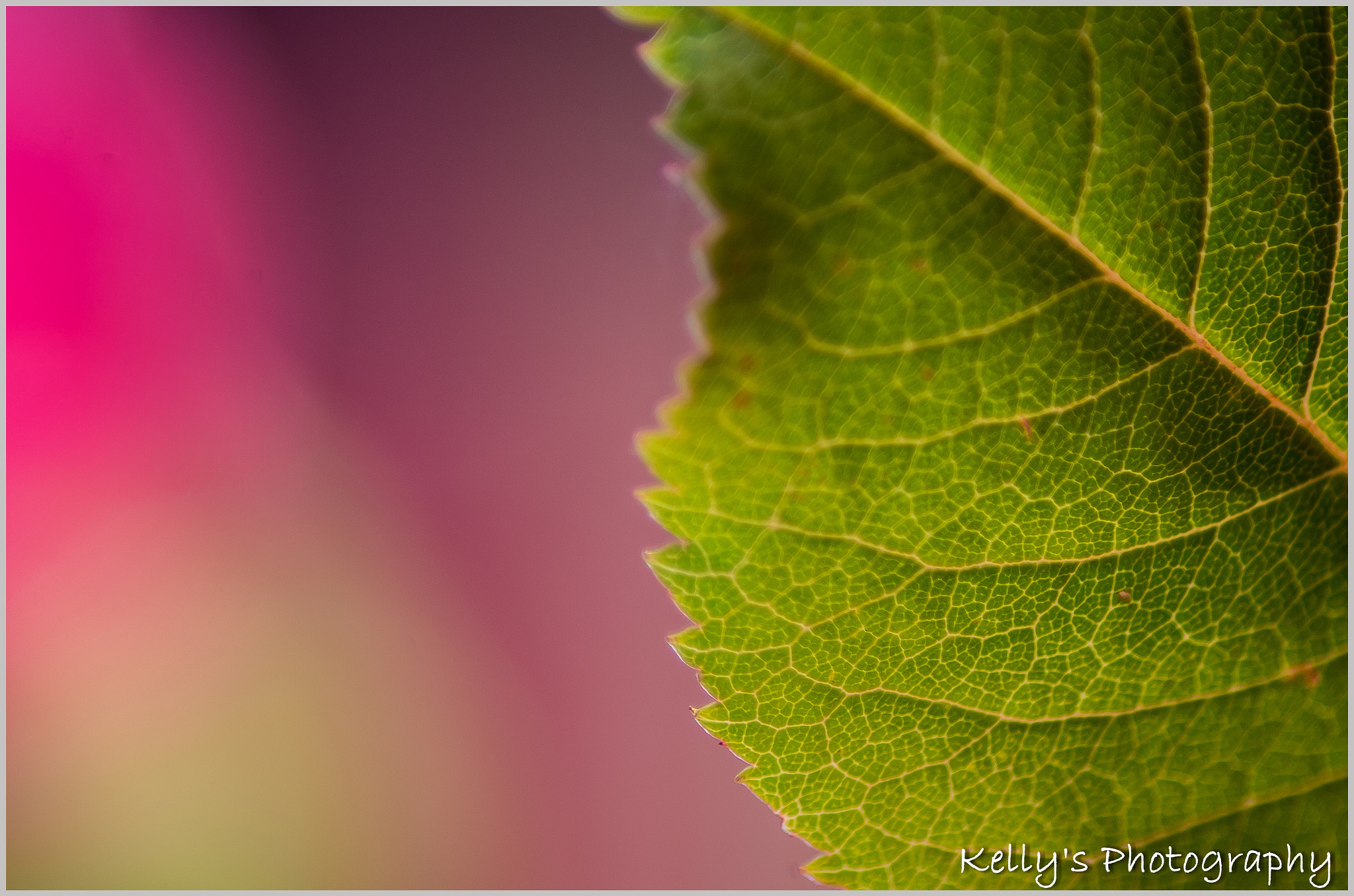 Tamron AF 70-300mm F4-5.6 Di LD Macro sample photo. Leaf  photography