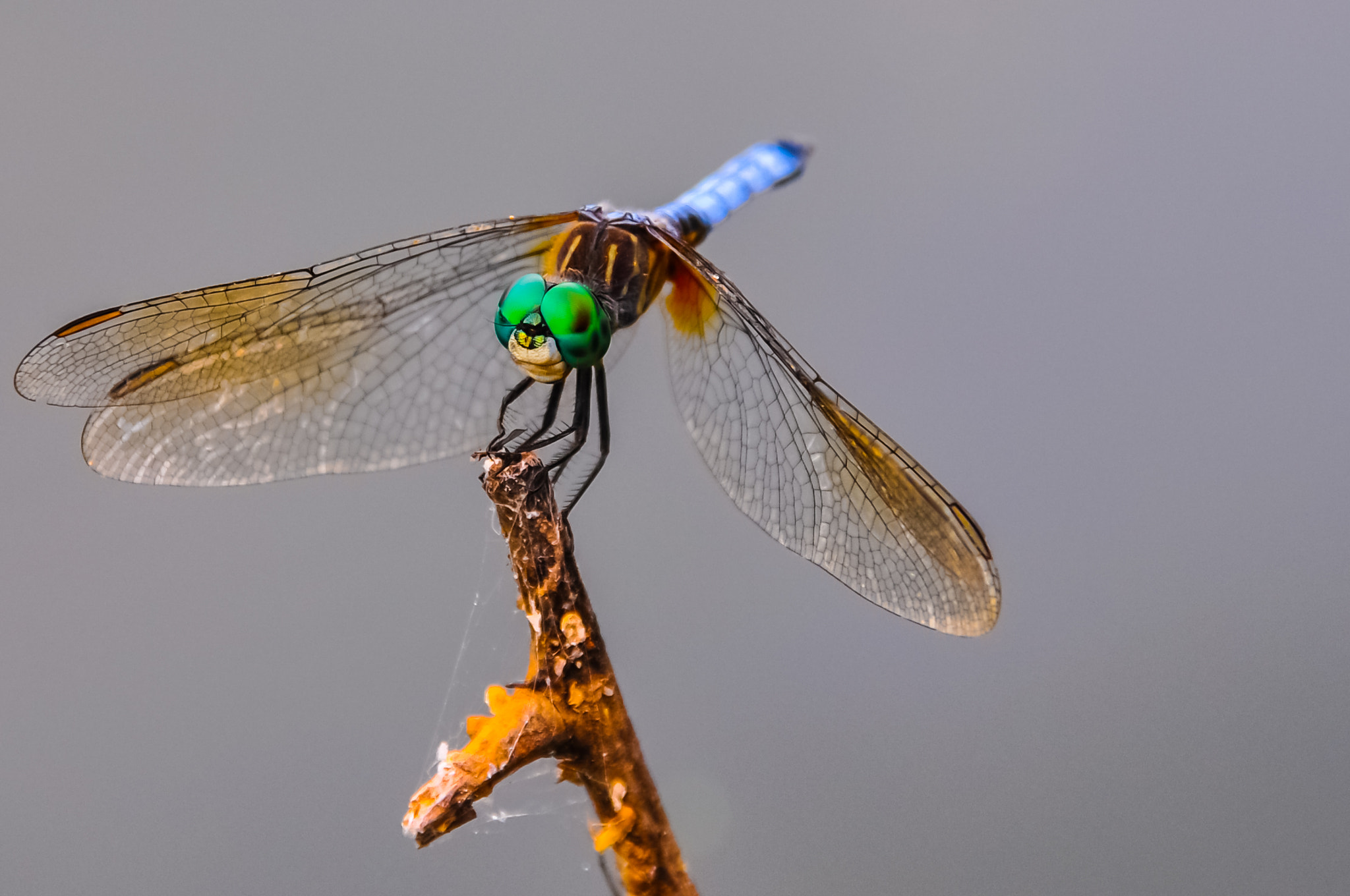 Nikon D90 + Sigma 18-200mm F3.5-6.3 DC sample photo. Dragonfly photography