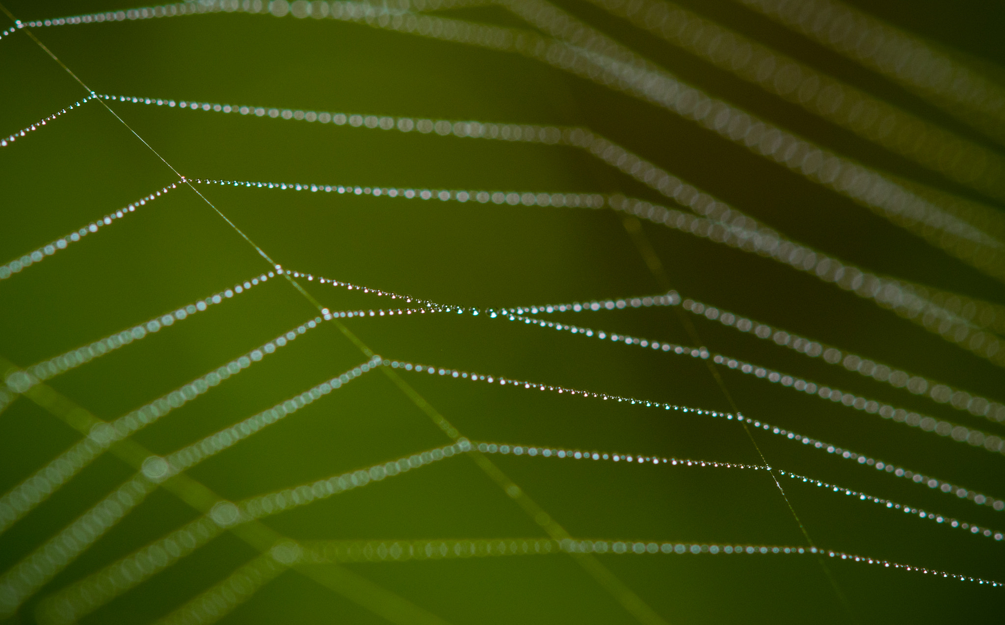 Nikon AF-S Micro-Nikkor 105mm F2.8G IF-ED VR sample photo. Spider web photography