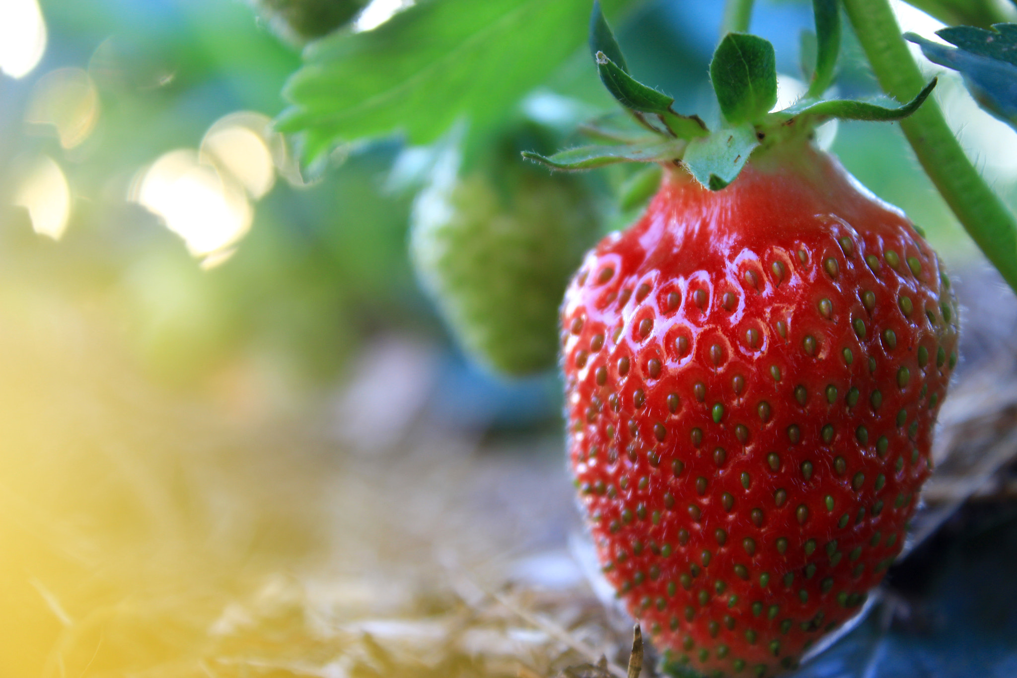 Canon EF-S 18-55mm F3.5-5.6 III sample photo. Strawberry in garden photography