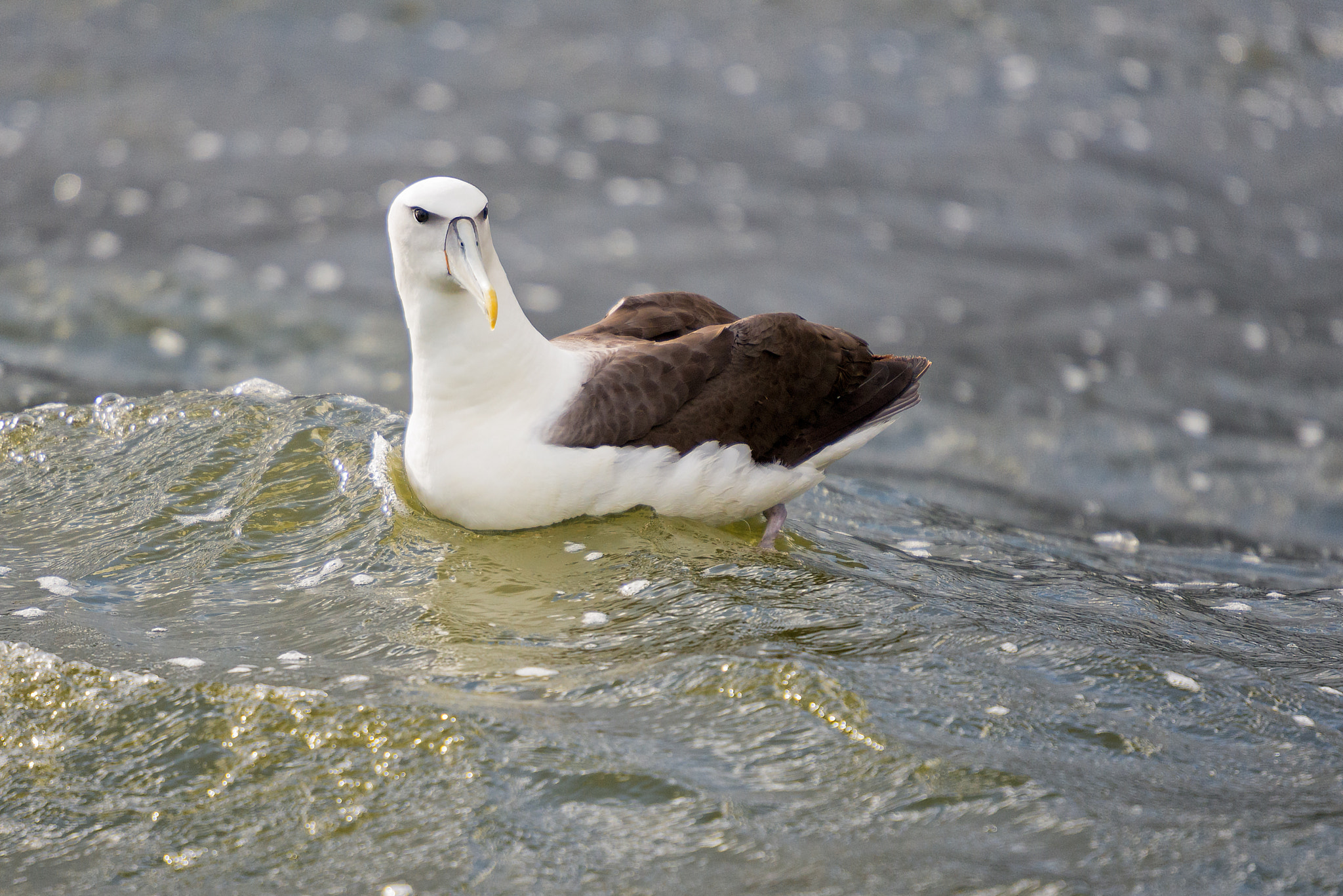 Nikon D600 + Nikon AF-S Nikkor 200mm F2G ED VR II sample photo. Shy albatross in sunlight photography