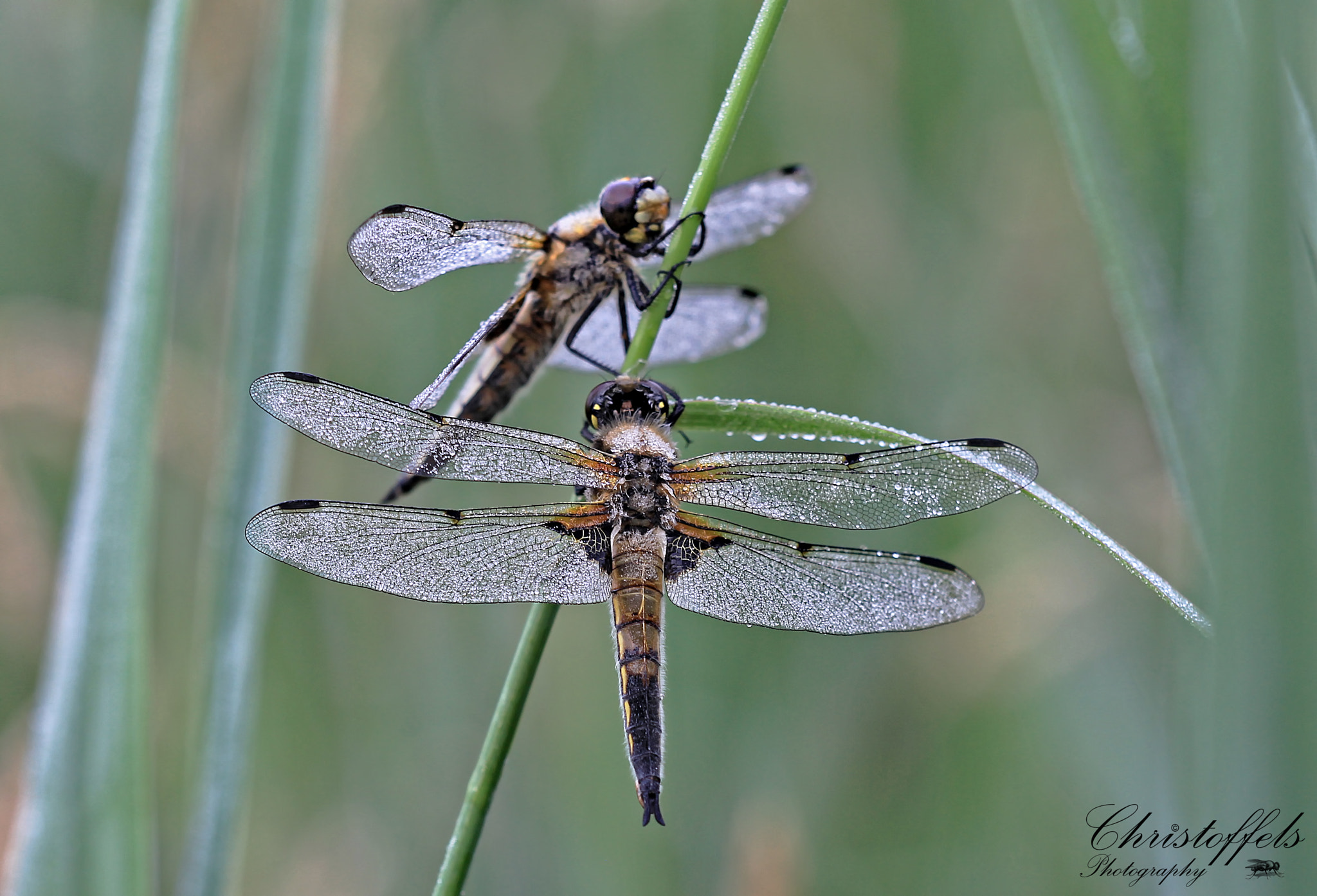 Sigma APO Macro 150mm f/2.8 EX DG HSM sample photo. Happy together photography