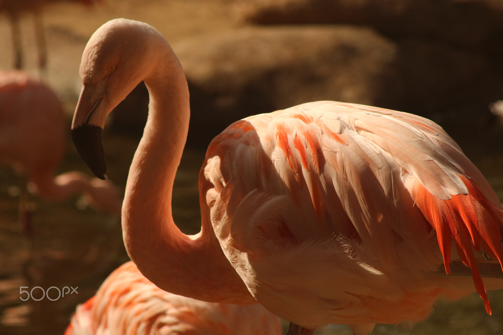 Canon EF 80-200mm f/4.5-5.6 USM sample photo. Flamingo 4259 photography