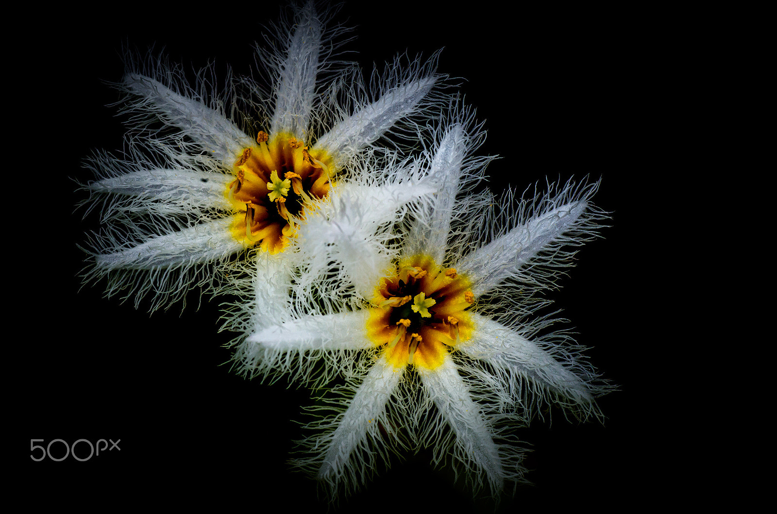 Pentax K-30 + Tamron SP AF 90mm F2.8 Di Macro sample photo. Snowflake photography