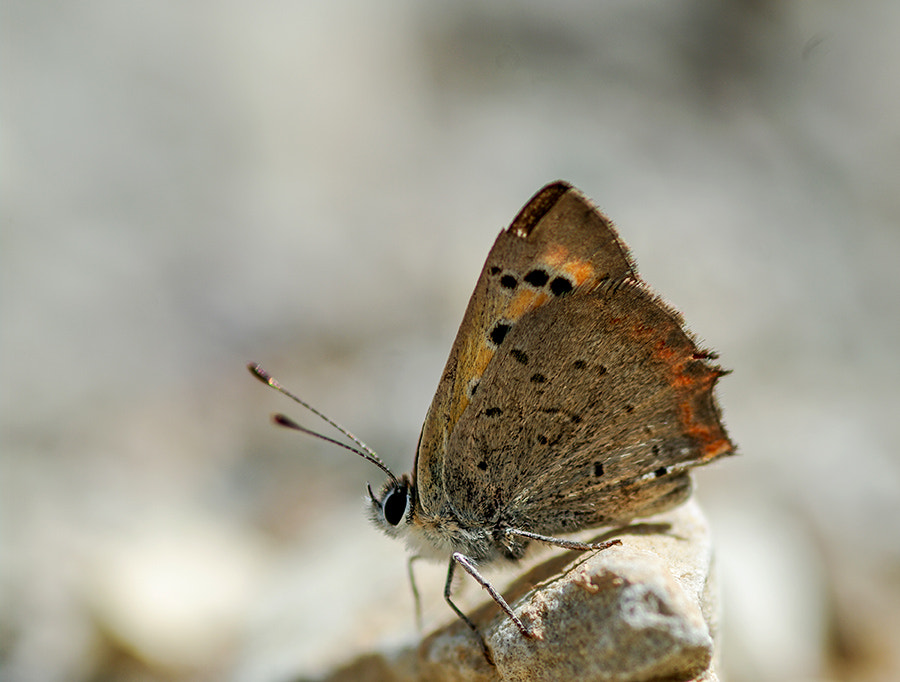 Pentax K20D + smc PENTAX-FA Macro 100mm F2.8 sample photo. Buterfly photography