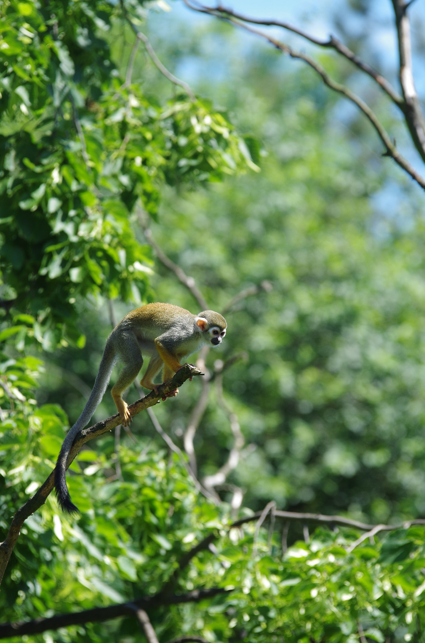 Pentax K-50 sample photo. Monkey photography