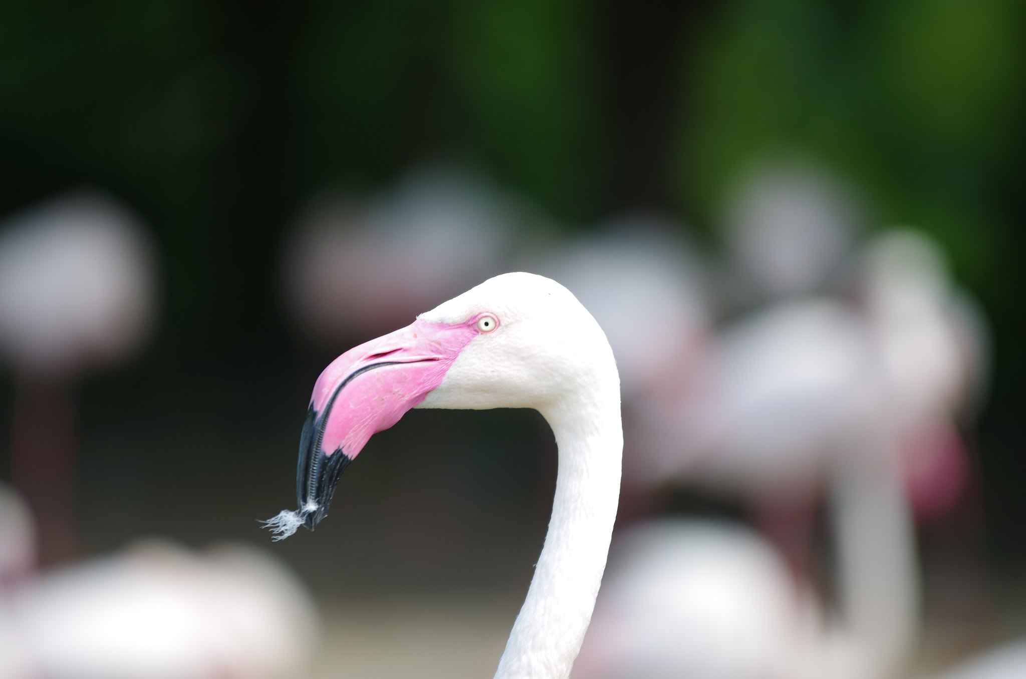 Pentax K-50 + Sigma 70-200mm F2.8 EX DG OS HSM sample photo. Flamingo photography