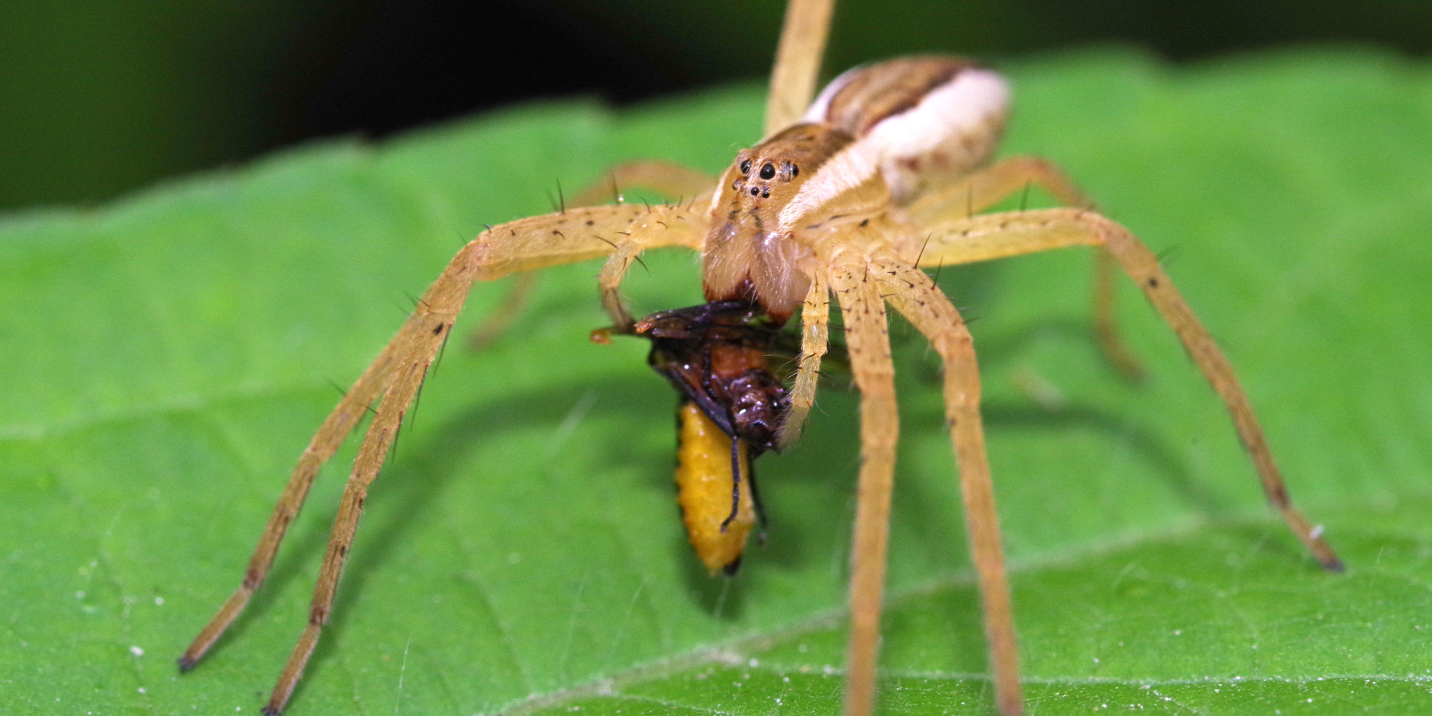 Pentax smc D-FA 100mm F2.8 Macro WR sample photo. Spider photography