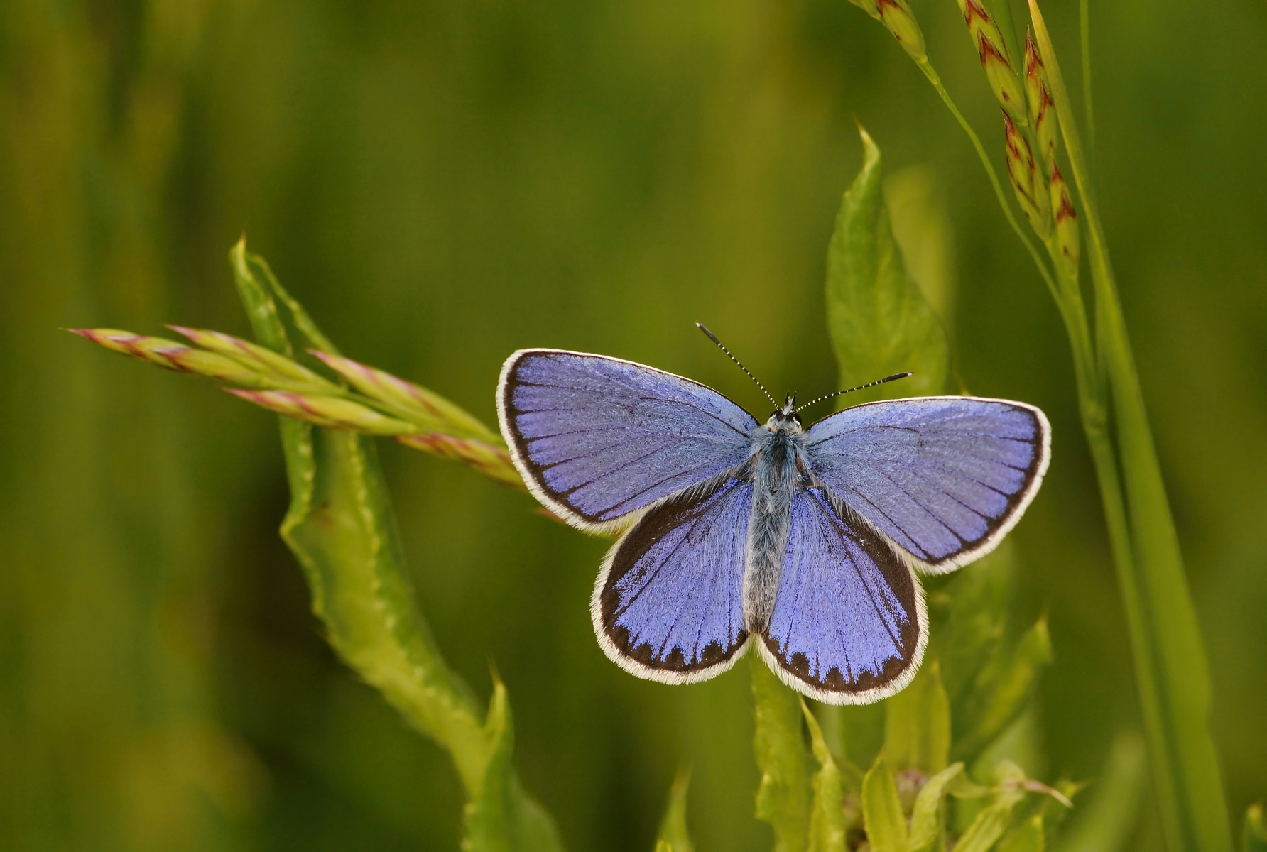 Nikon D7100 + Sigma 105mm F2.8 EX DG Macro sample photo. Reverdin´s blue photography