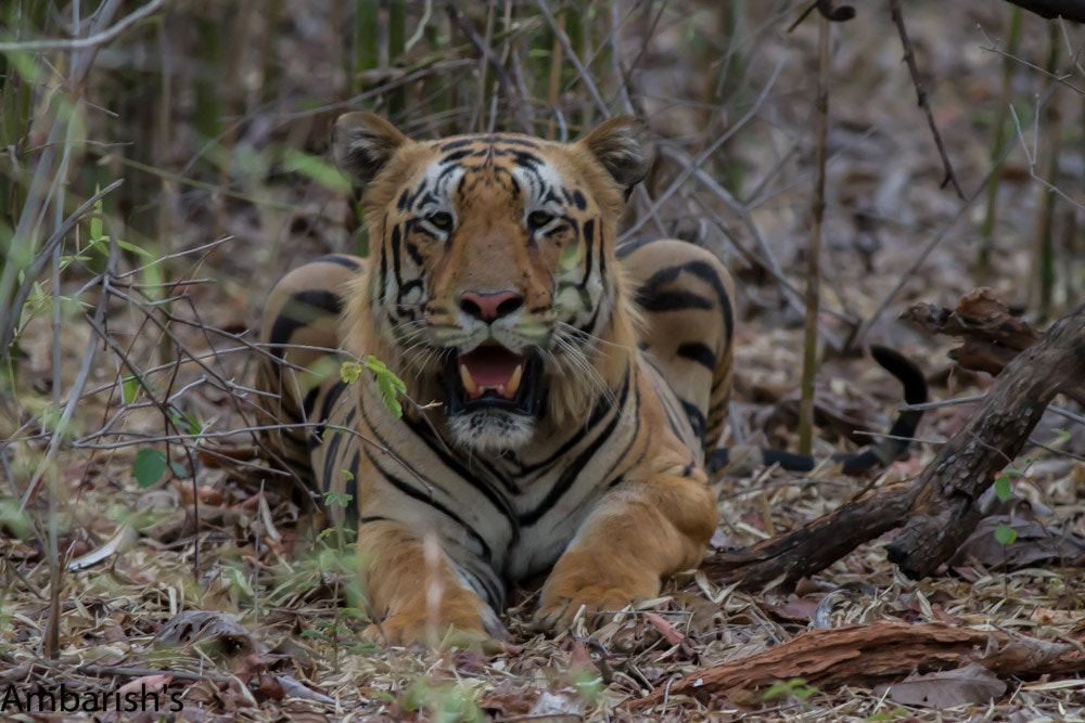 Canon EOS 7D + Canon EF 400mm F5.6L USM sample photo. Big cats in tadoba national park photography
