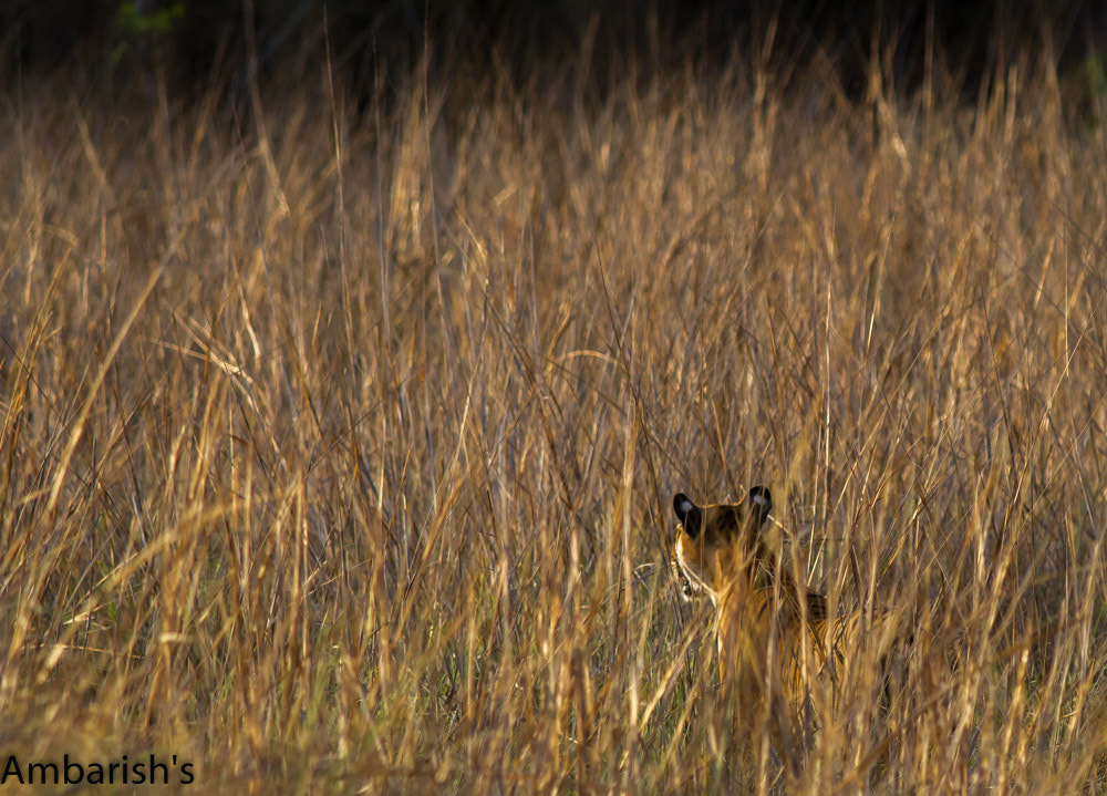 Canon EOS 7D + Canon EF 400mm F5.6L USM sample photo. Big cats in tadoba national park photography