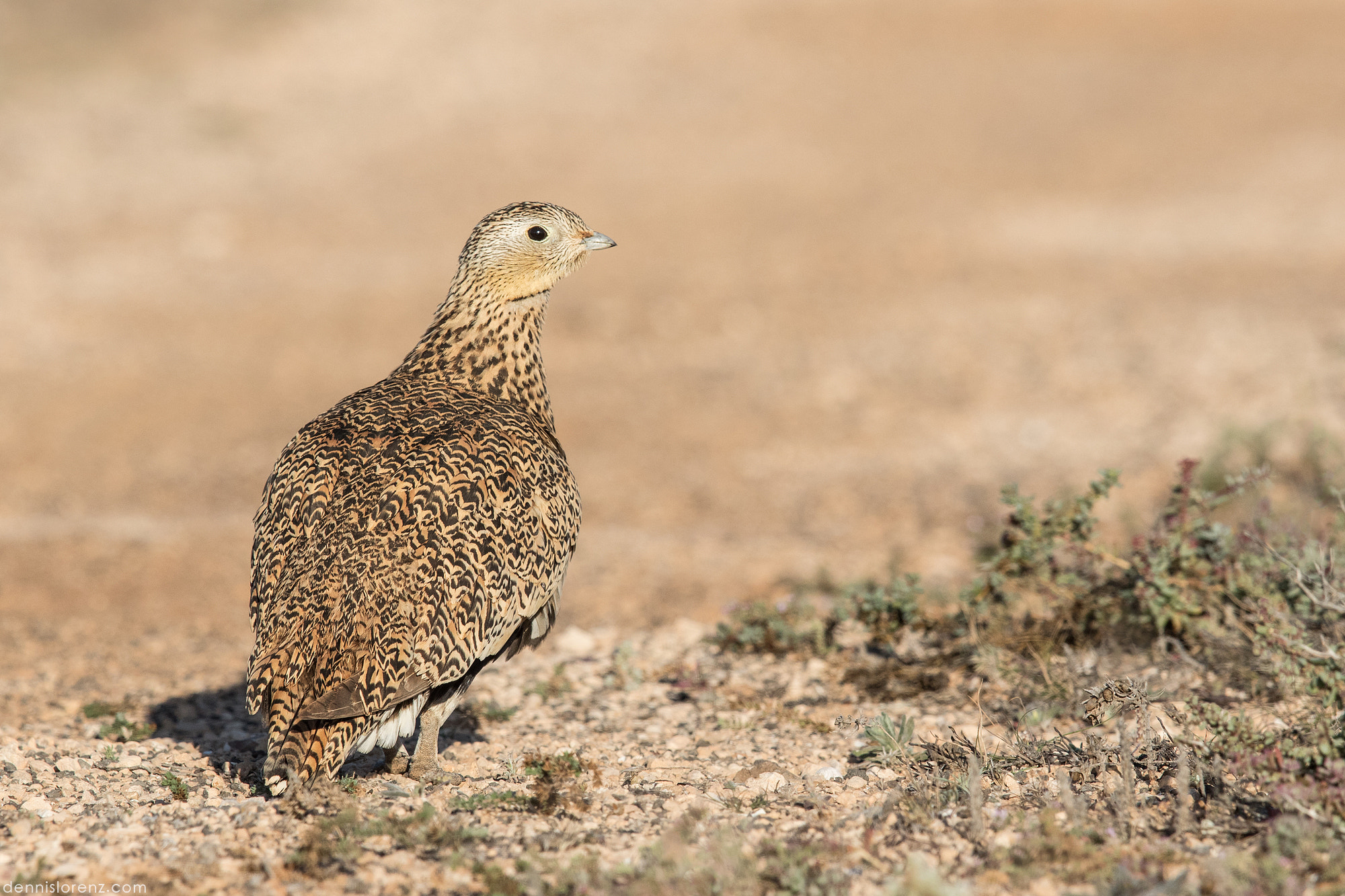 Canon EOS 7D Mark II + Canon EF 600mm F4L IS II USM sample photo. Black-bellied sandgrouse | sandflughuhn photography