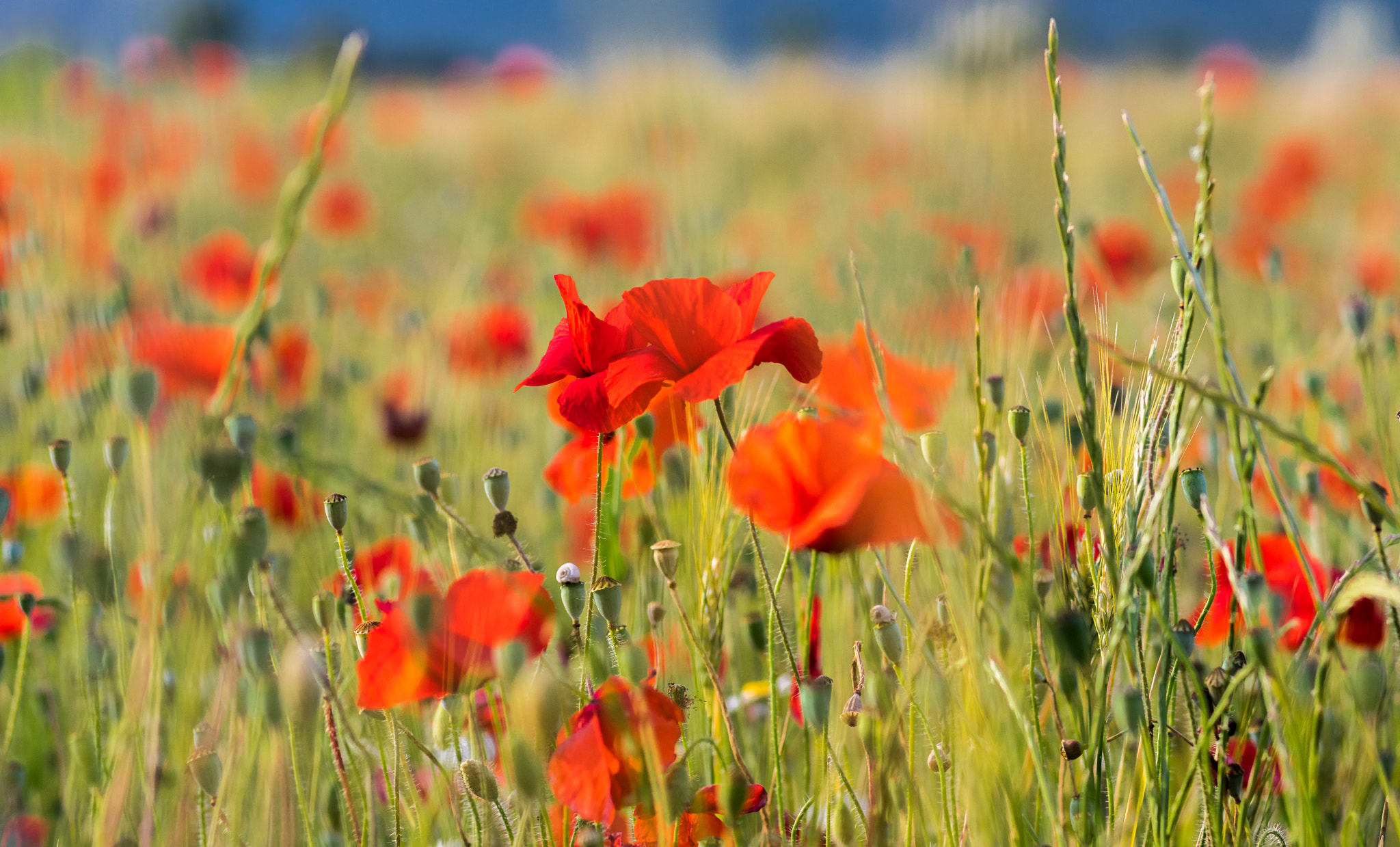 Pentax K-3 + Pentax smc FA 77mm 1.8 Limited sample photo. Poppy field photography