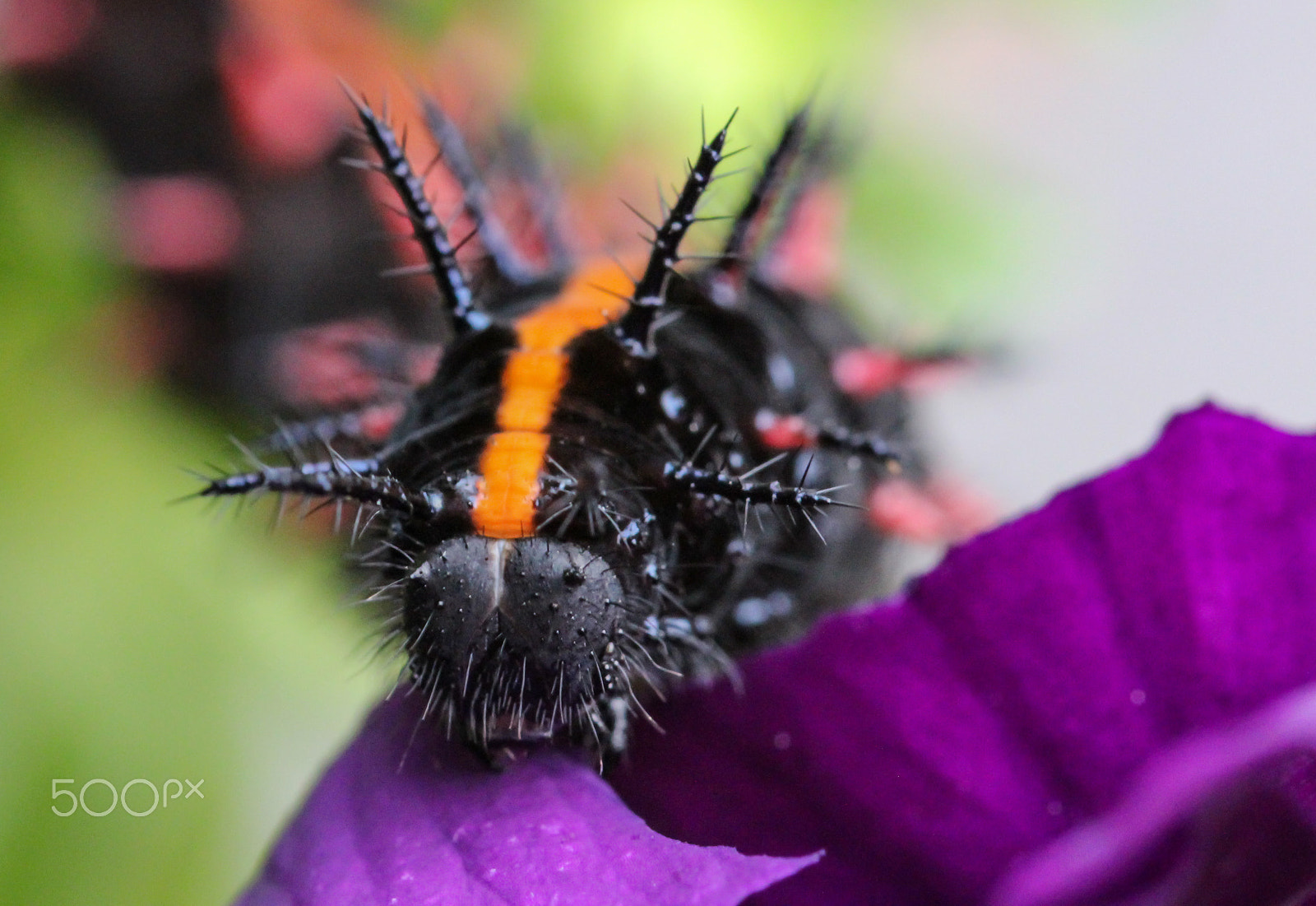 Sigma 105mm F2.8 EX DG OS HSM sample photo. Juggernaut photography