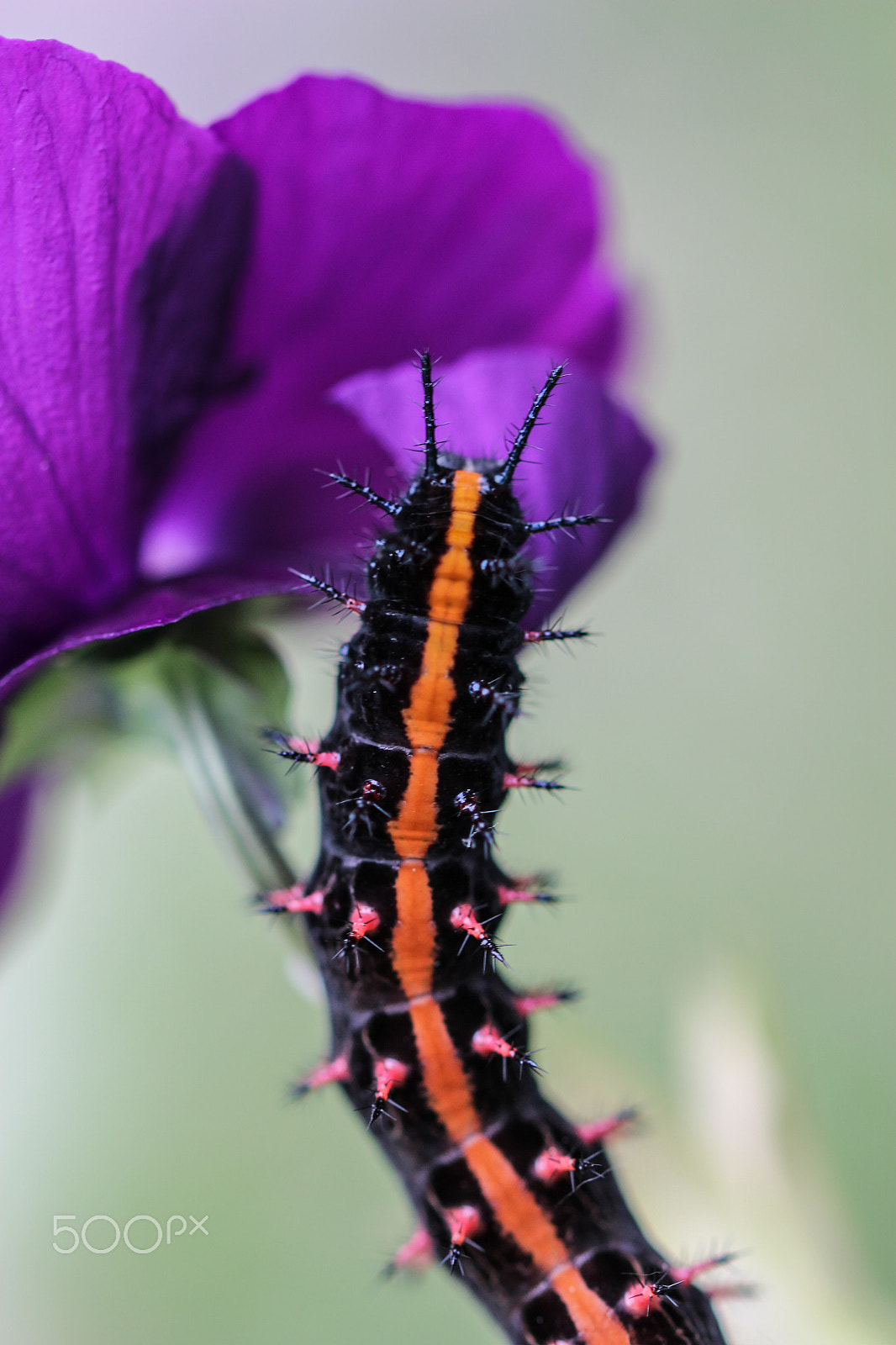 Sigma 105mm F2.8 EX DG OS HSM sample photo. Devourer photography