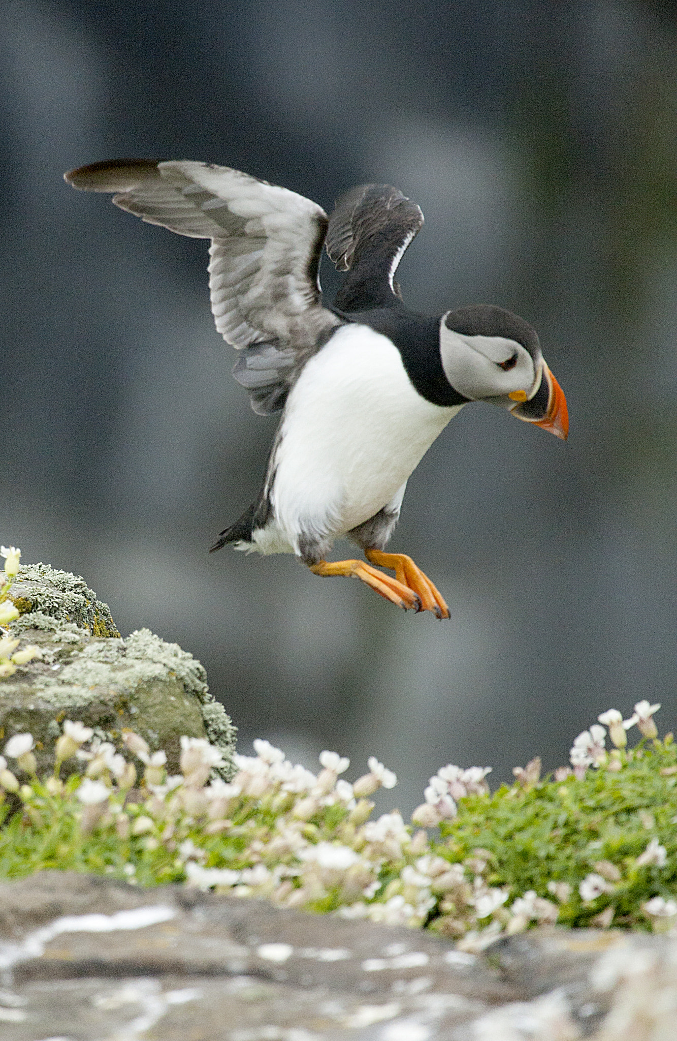 Canon EOS-1D Mark III + Canon EF 100-400mm F4.5-5.6L IS USM sample photo. Puffin photography