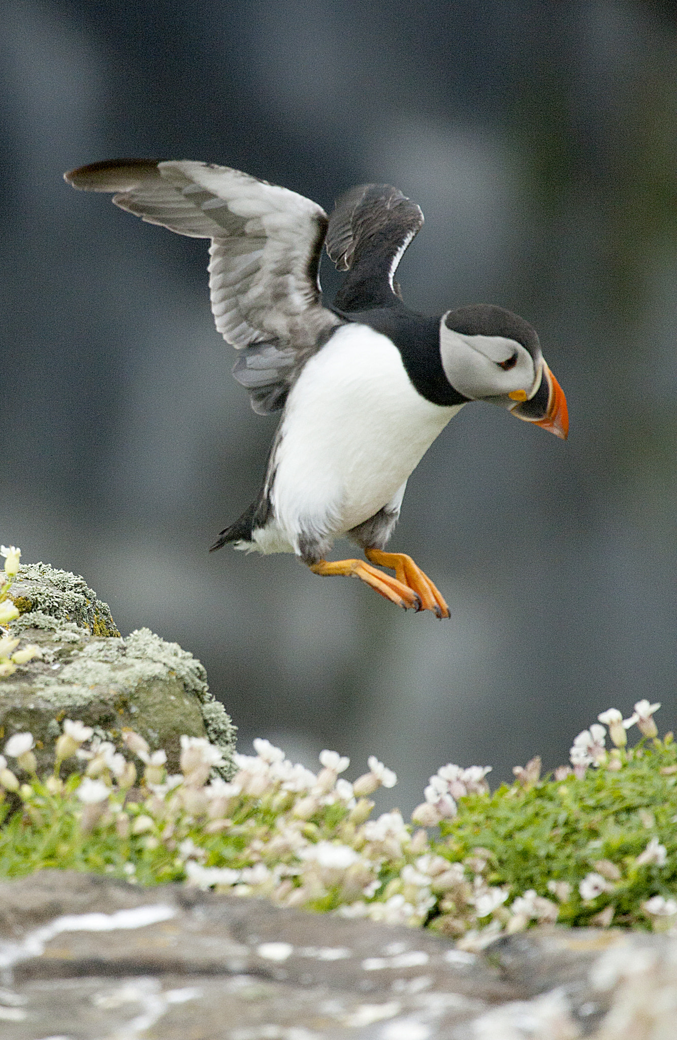 Canon EF 100-400mm F4.5-5.6L IS USM sample photo. Puffin photography