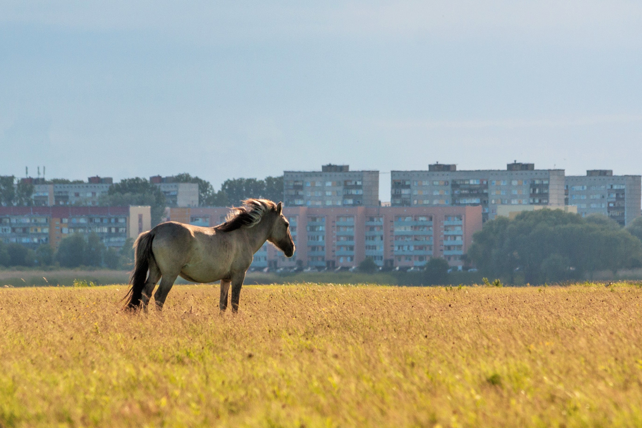 Canon EF-S 55-250mm F4-5.6 IS STM sample photo. Wild horse photography