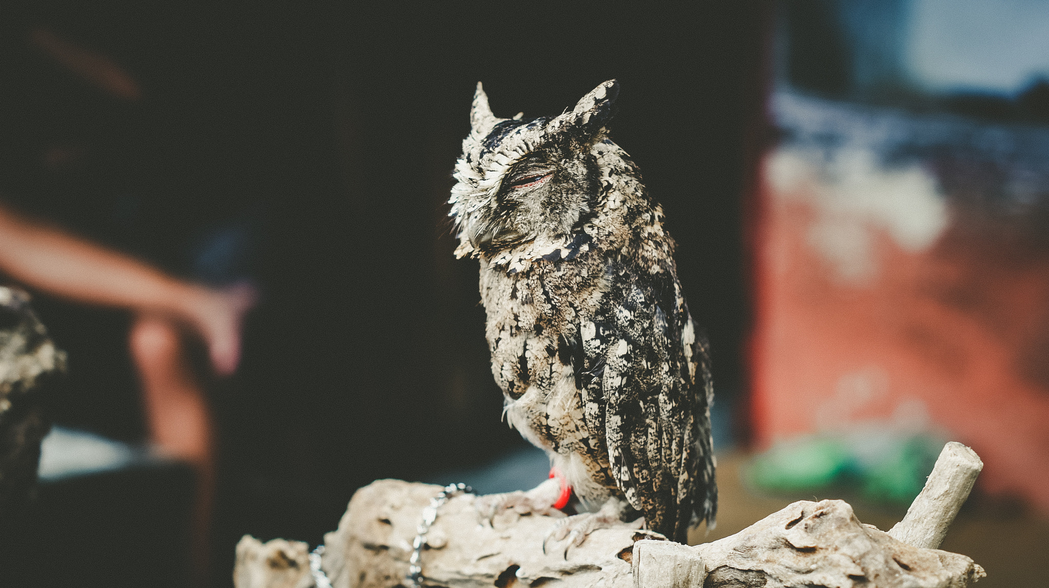 Sony SLT-A35 sample photo. Owl alone and need a friend photography