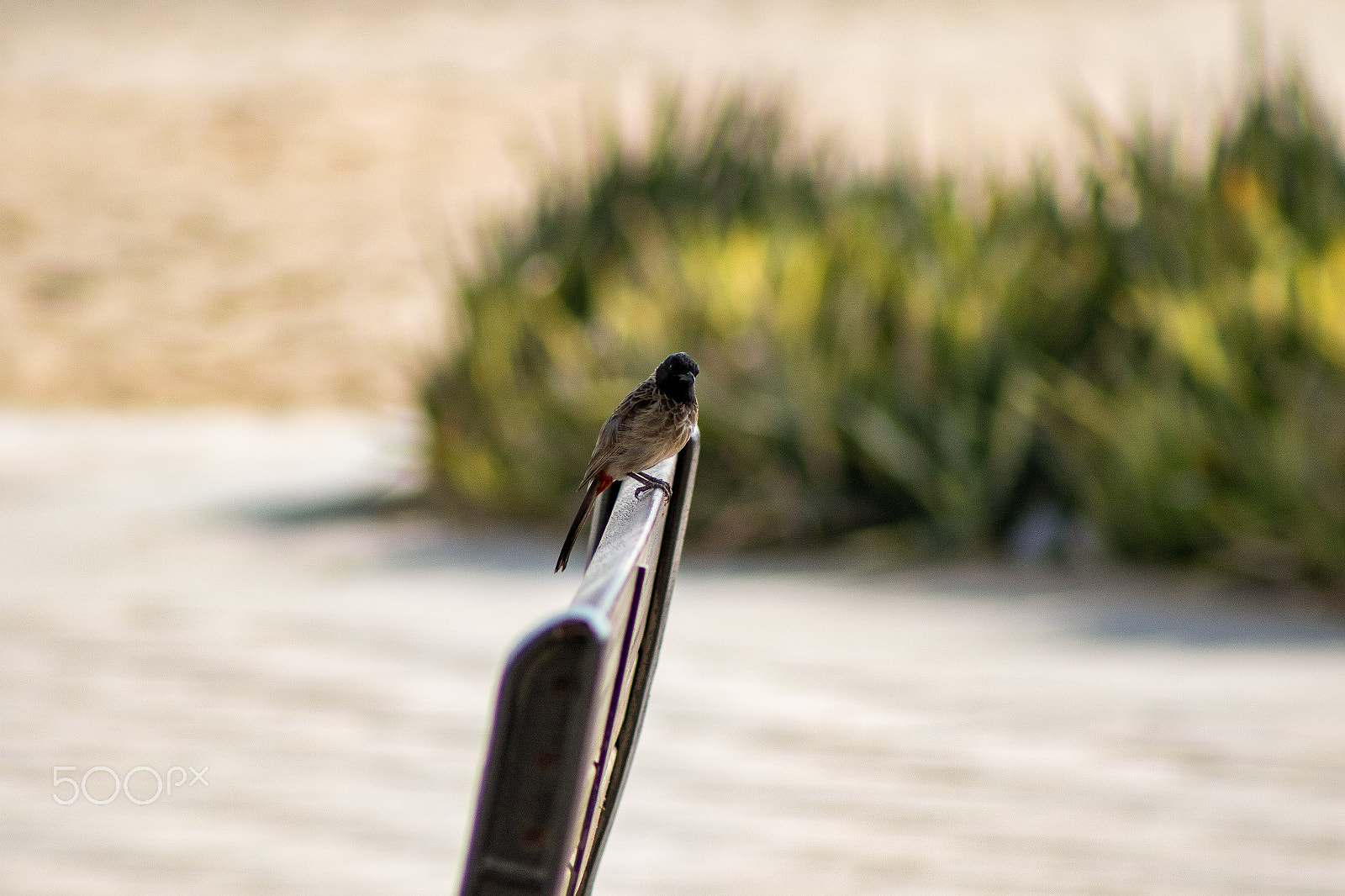 EF75-300mm f/4-5.6 sample photo. Bird photography photography