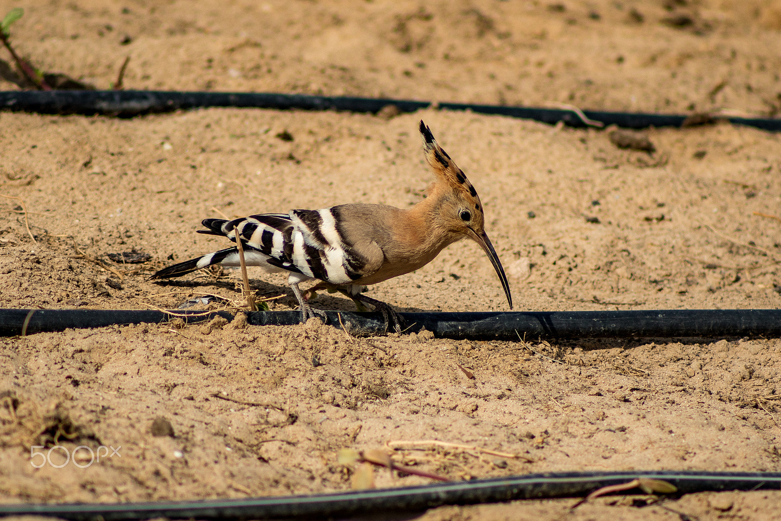 EF75-300mm f/4-5.6 sample photo. Bird photography photography