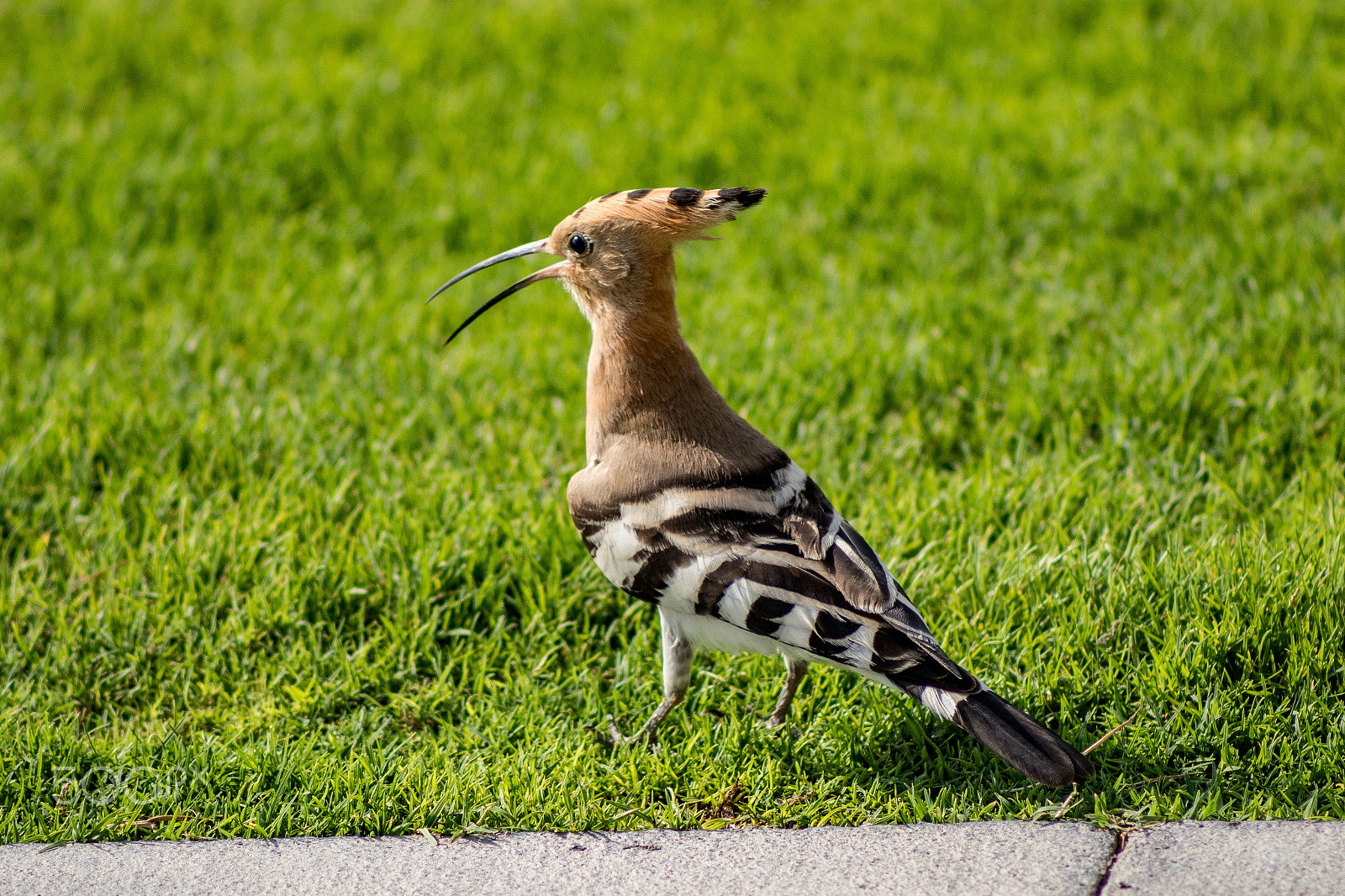 EF75-300mm f/4-5.6 sample photo. Bird photography photography