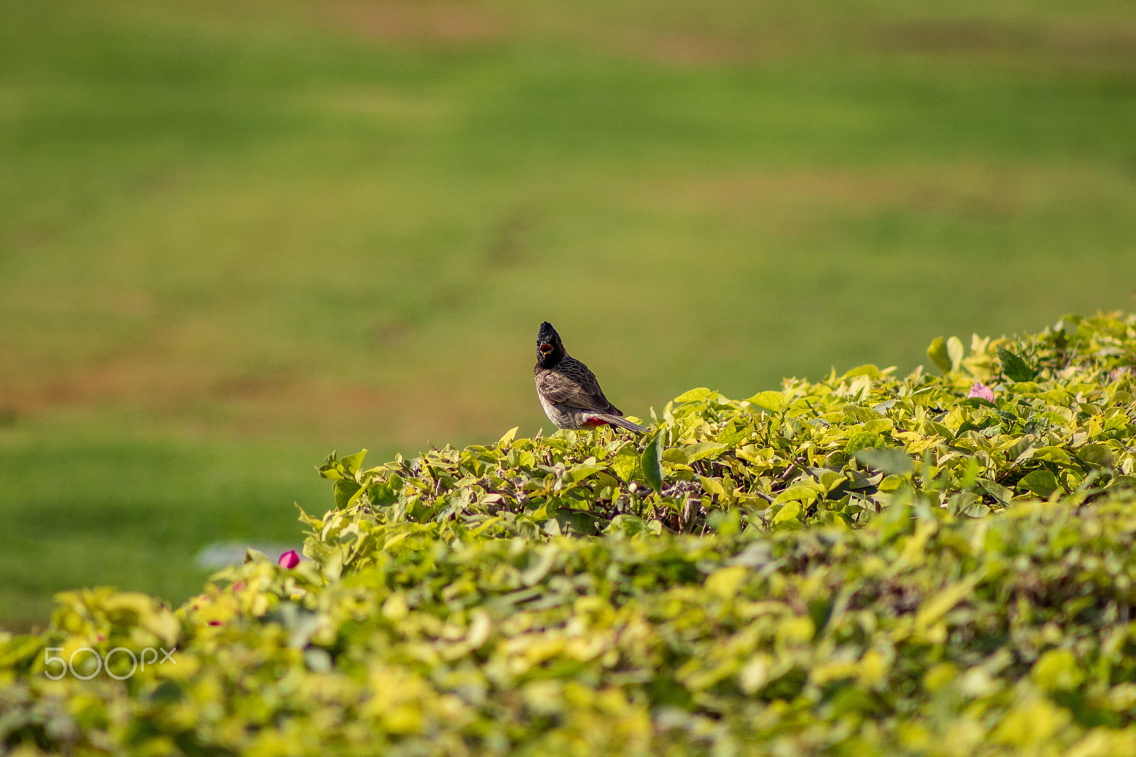 EF75-300mm f/4-5.6 sample photo. Bird photography photography