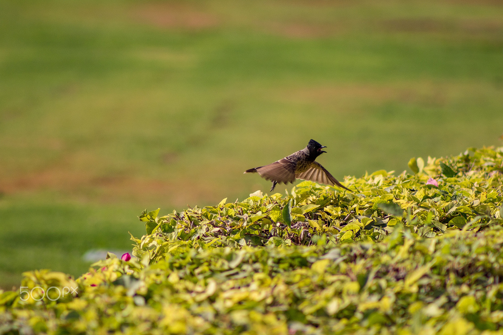 EF75-300mm f/4-5.6 sample photo. Bird photography photography