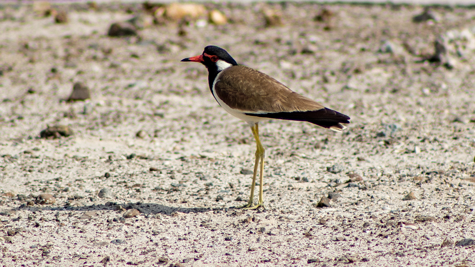 EF75-300mm f/4-5.6 sample photo. Bird photography photography