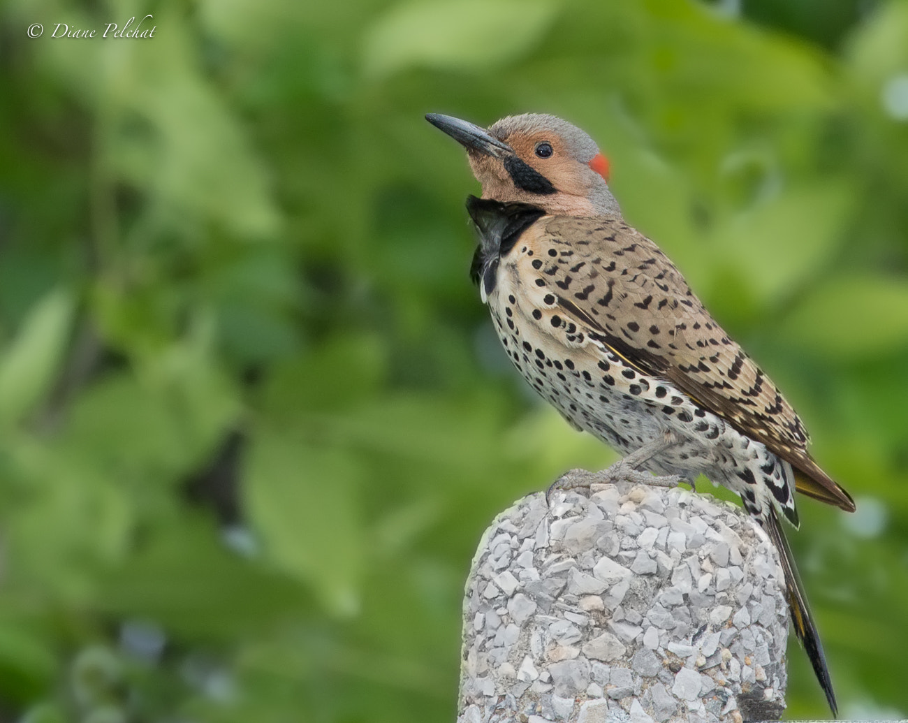 Canon EOS 7D Mark II + Canon EF 100-400mm F4.5-5.6L IS II USM sample photo. Northern flicker photography