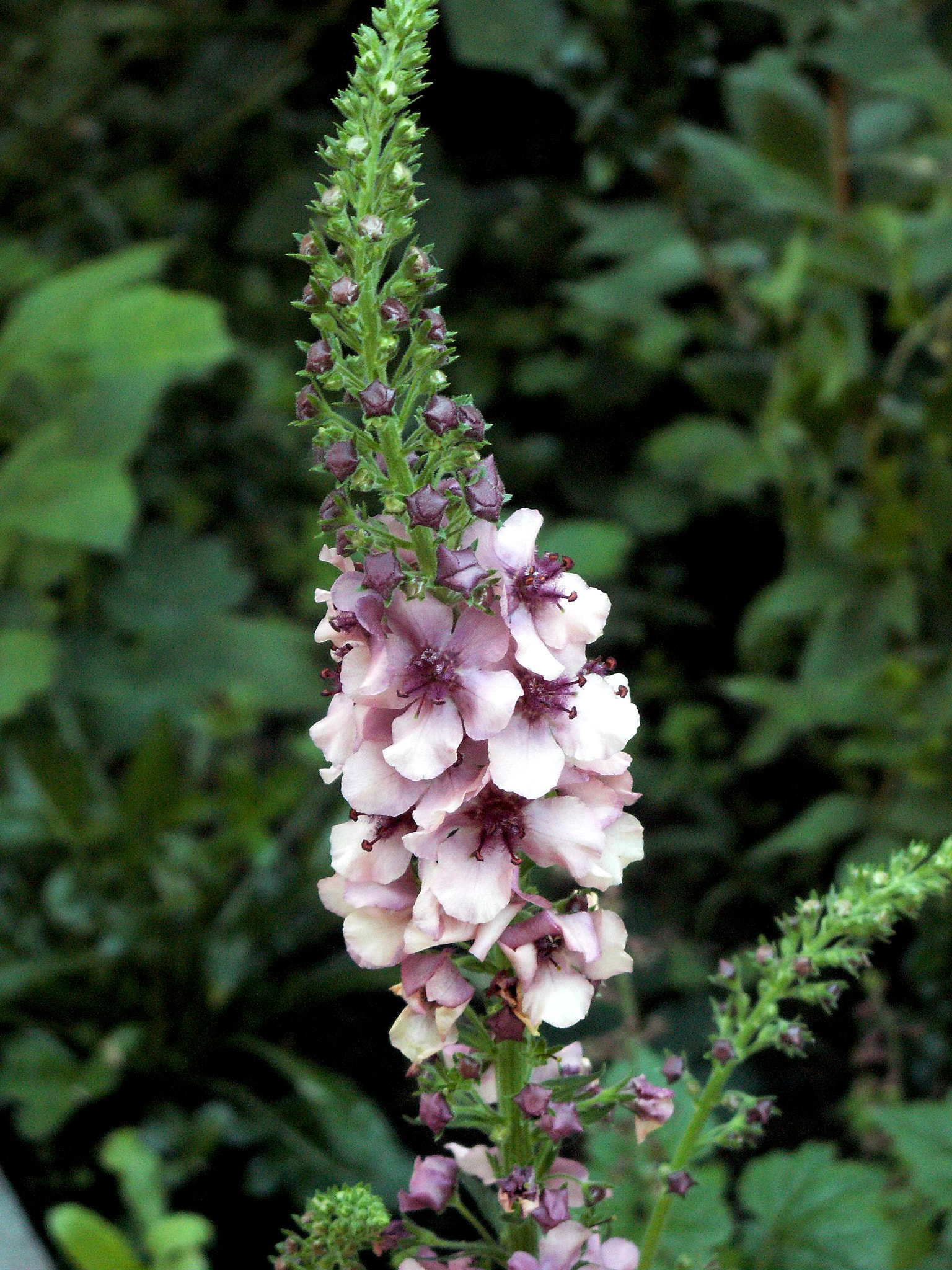 KONICA MINOLTA DiMAGE Z5 sample photo. Dziewanna photography
