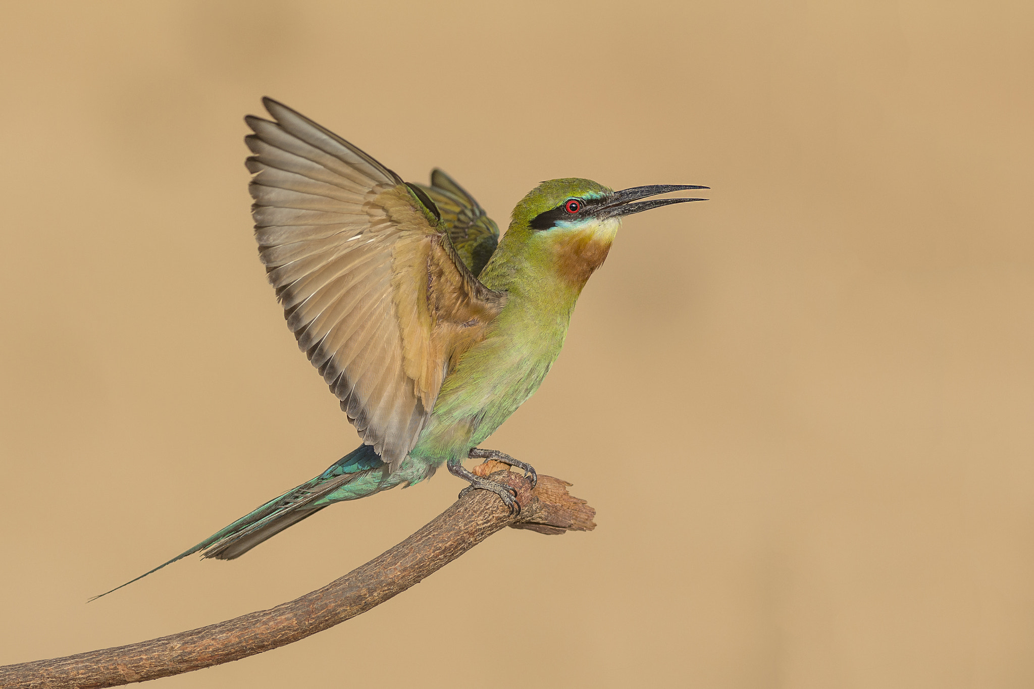 Nikon AF-S Nikkor 300mm F2.8G ED VR II sample photo. Blue-tailed bee-eater photography