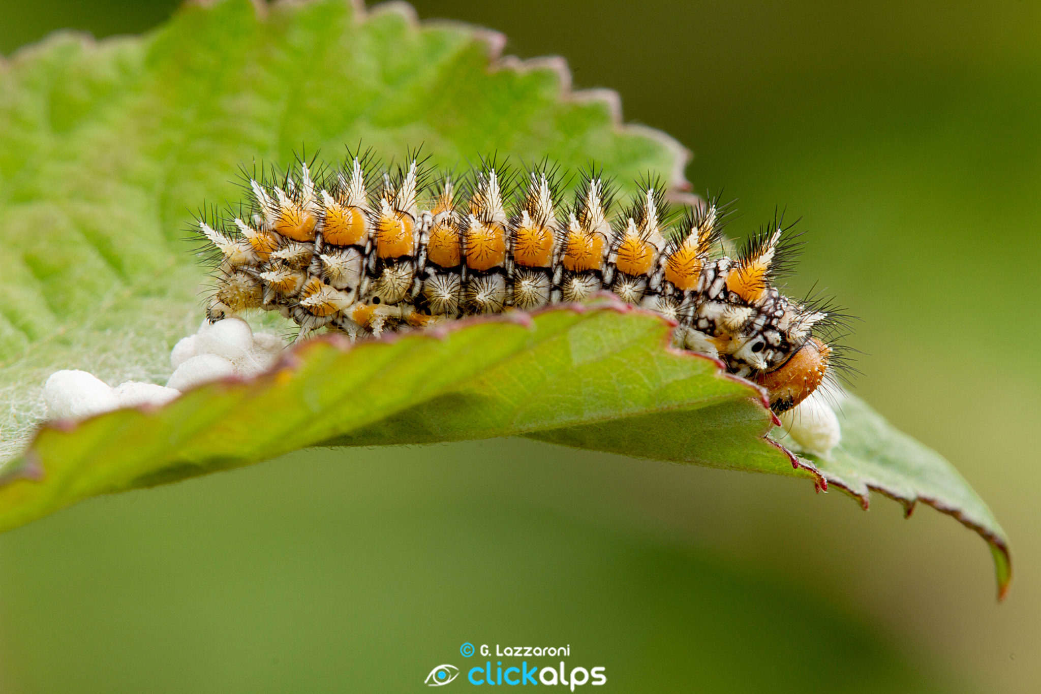 Canon EOS 7D + Tamron SP AF 180mm F3.5 Di LD (IF) Macro sample photo. Farfalle e bruchi mod firmata photography