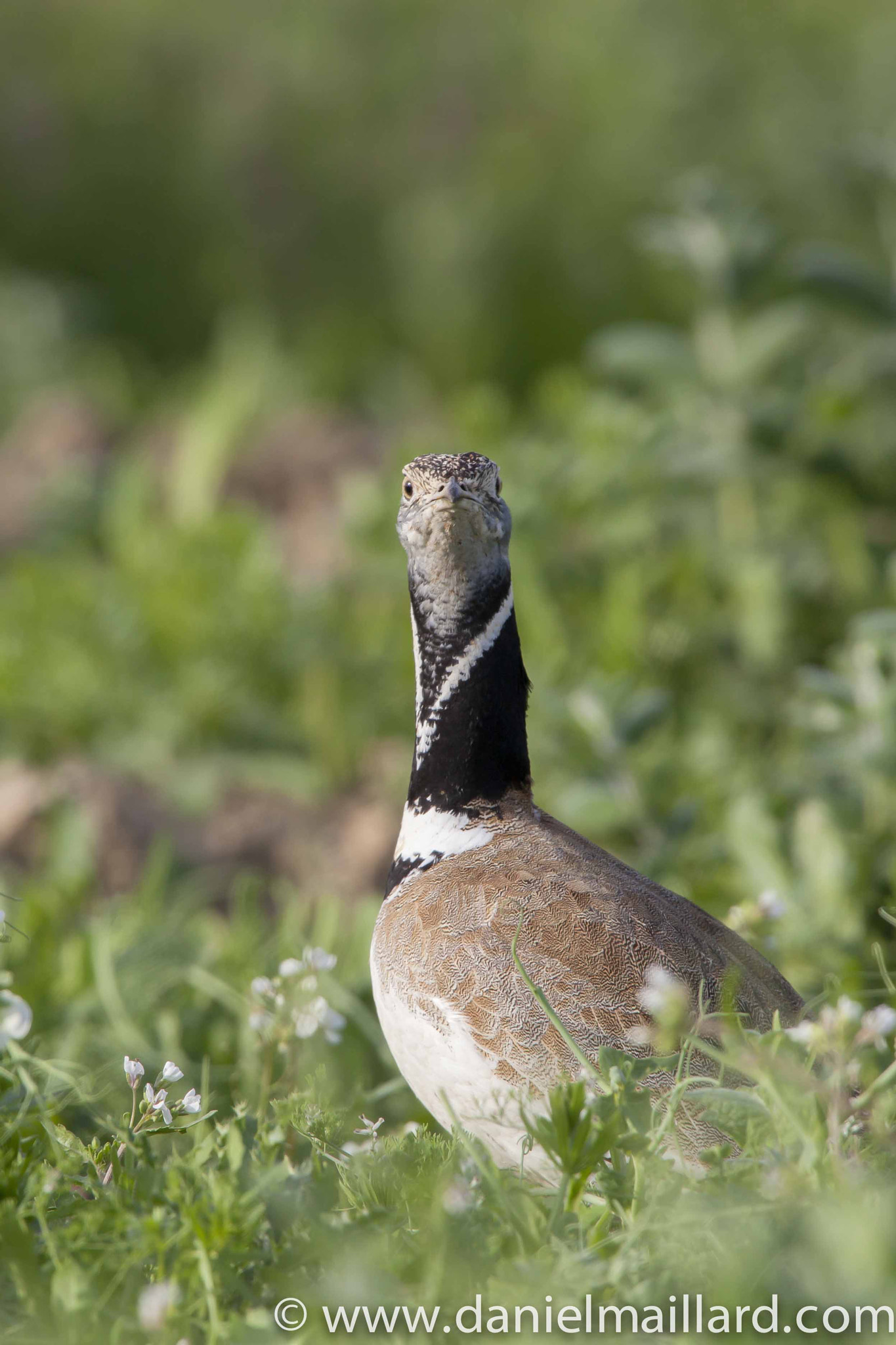 Canon EOS 5D Mark II + Canon EF 600mm F4L IS USM sample photo. Tetrax tetrax photography