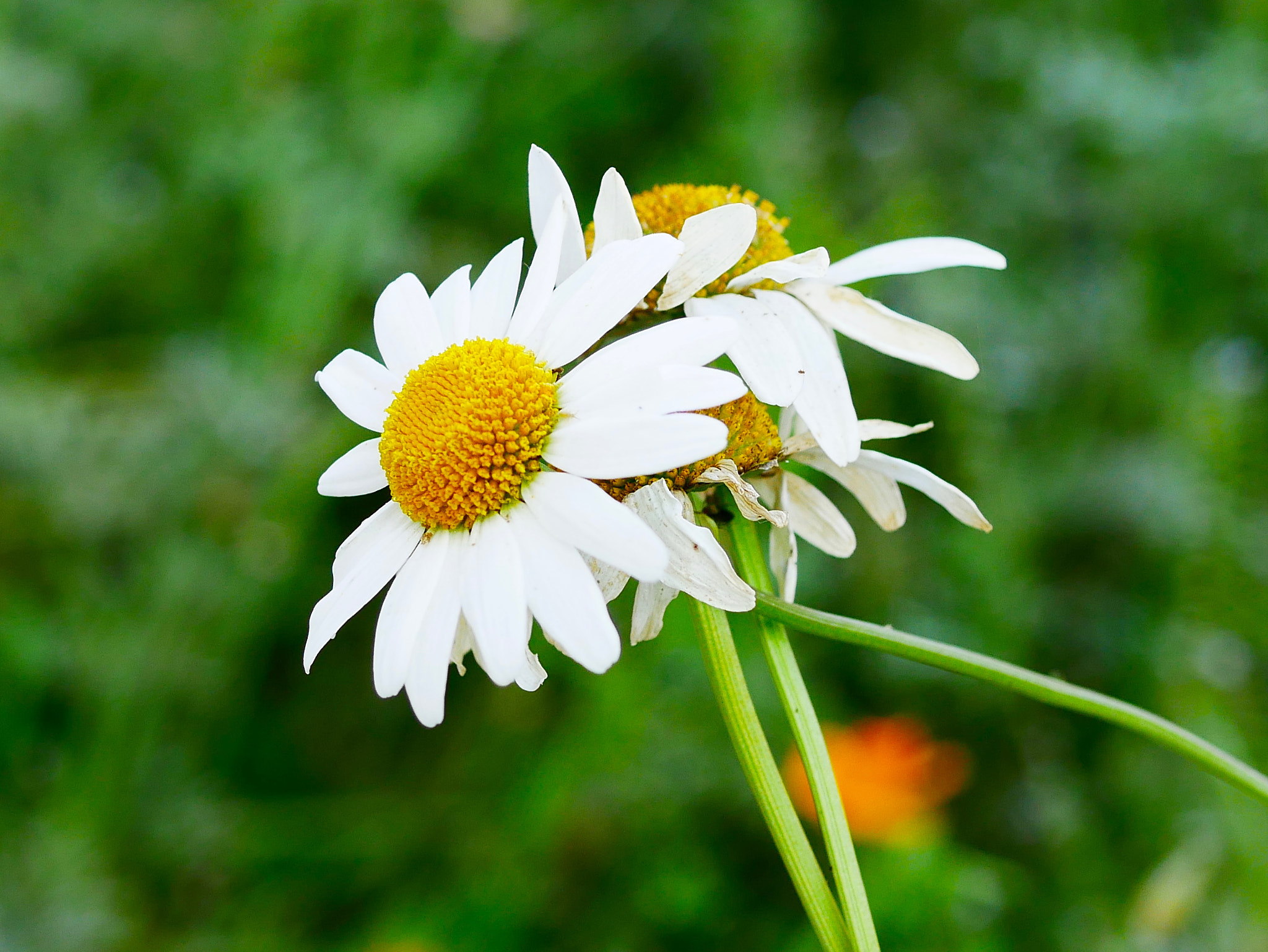 Panasonic Lumix G Macro 30mm F2.8 ASPH Mega OIS sample photo. Dans le vent photography
